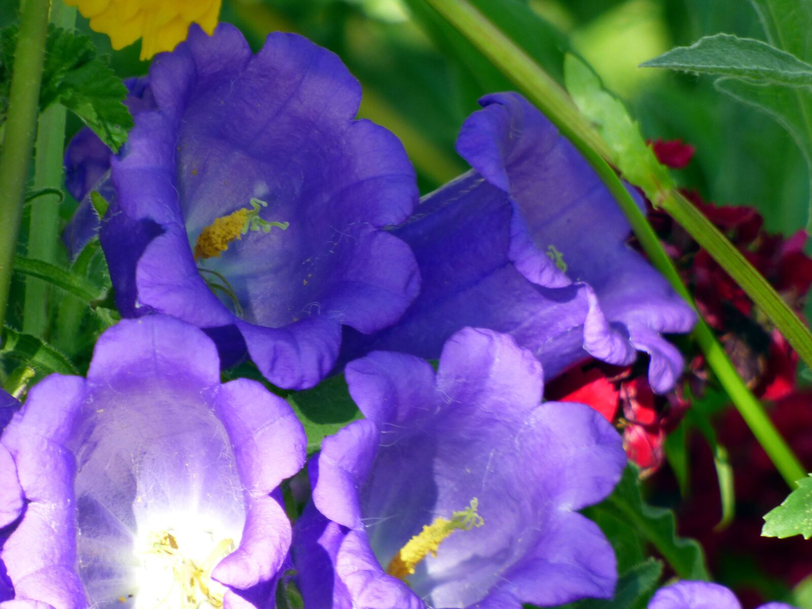 Panasonic DMC-FZ72 sample photo. Bells, flowers, violets photography
