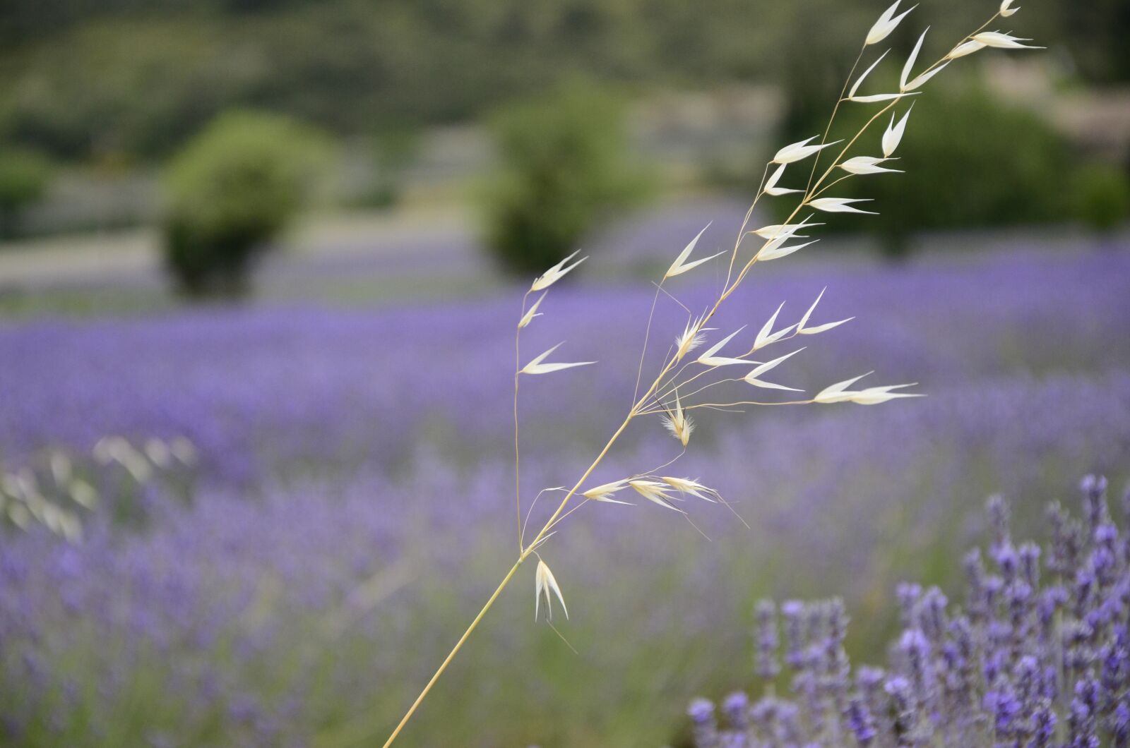 Nikon D7000 sample photo. Lavender, countryside, france photography