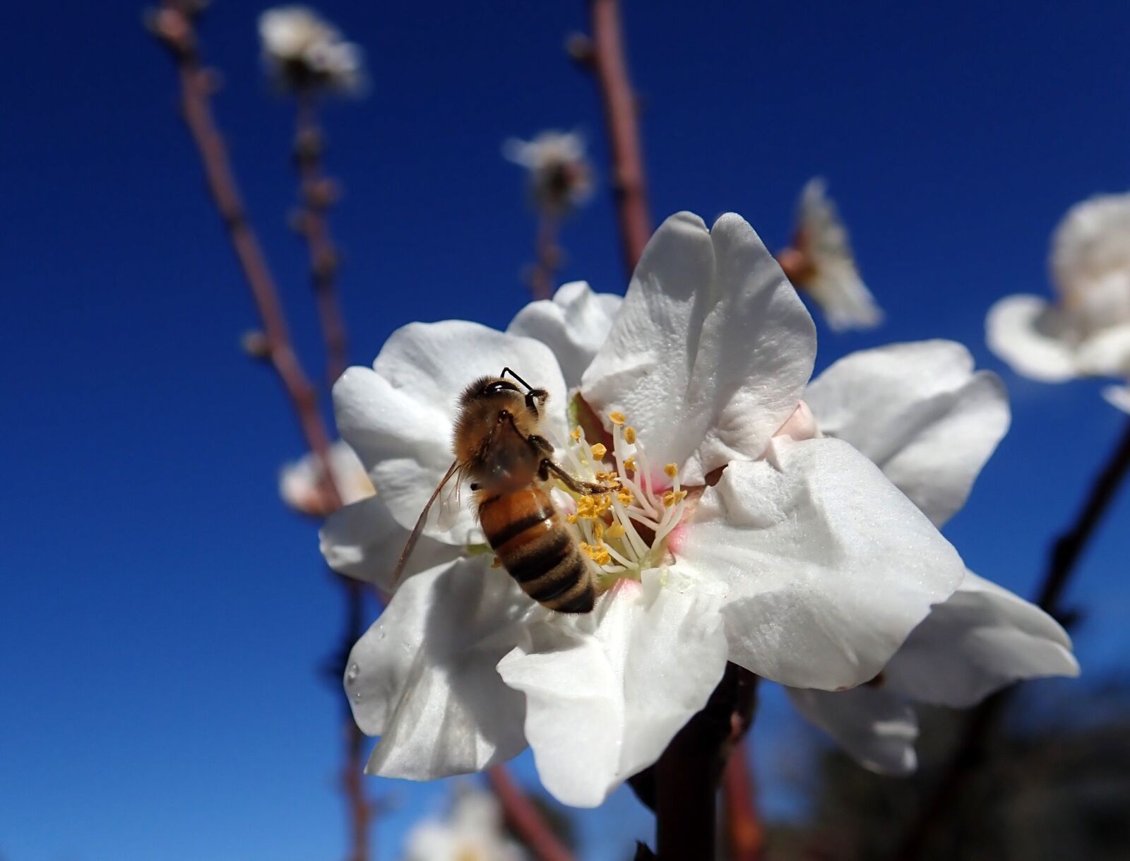 Olympus TG-5 sample photo. Bee, insect, pollen photography