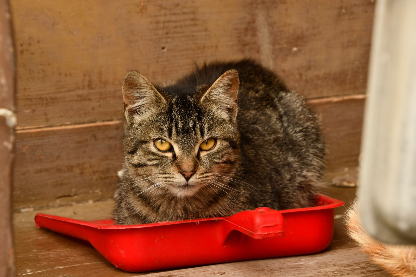 Nikon D7500 sample photo. Cat, domestic cat, gray photography