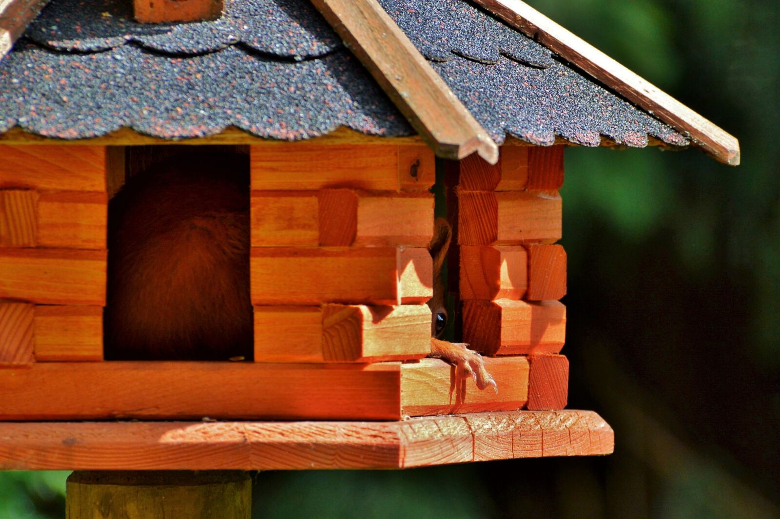 Nikon D3200 sample photo. Squirrel, rodent, paw photography