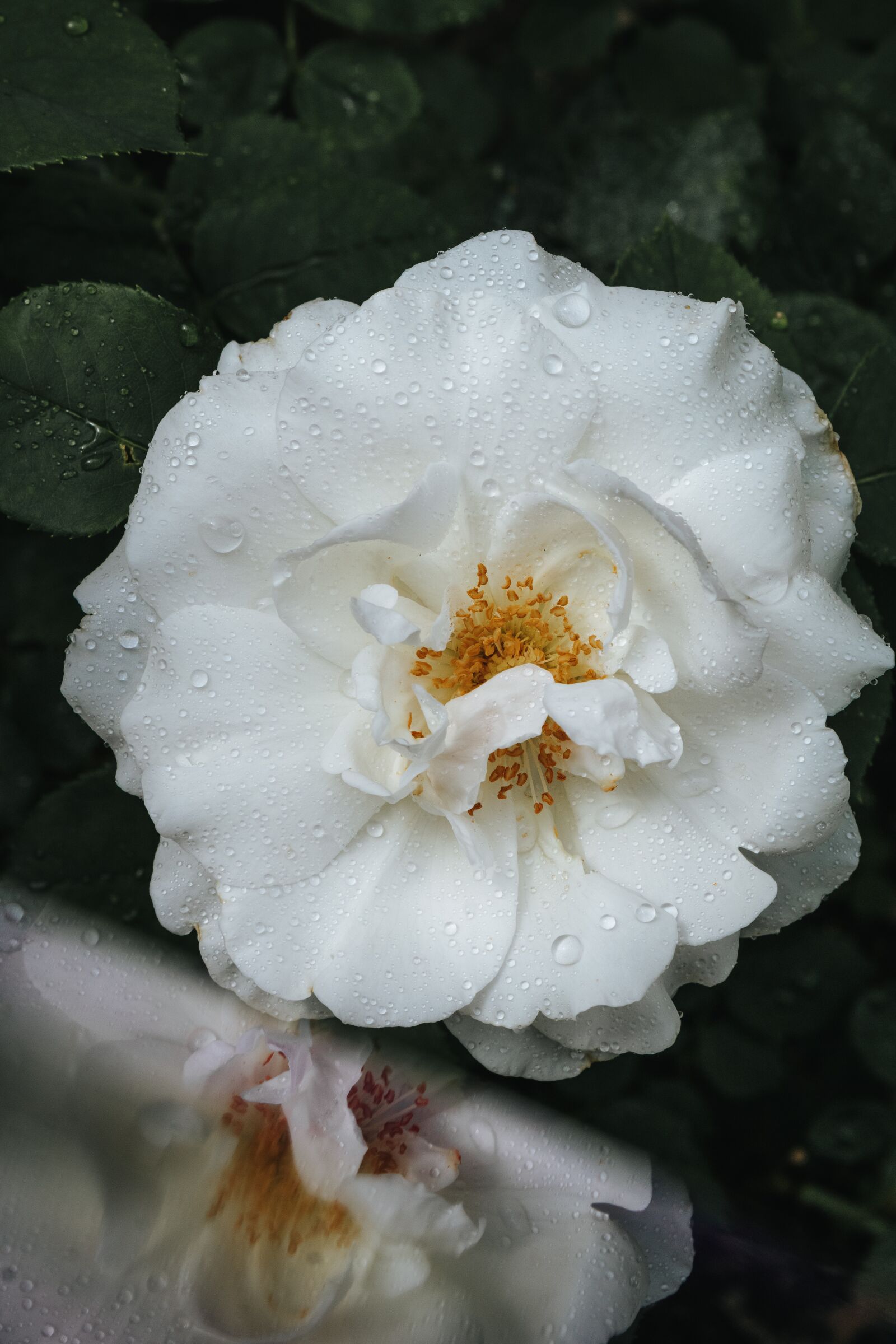 Canon EOS 2000D (EOS Rebel T7 / EOS Kiss X90 / EOS 1500D) sample photo. Rose, white, flower photography