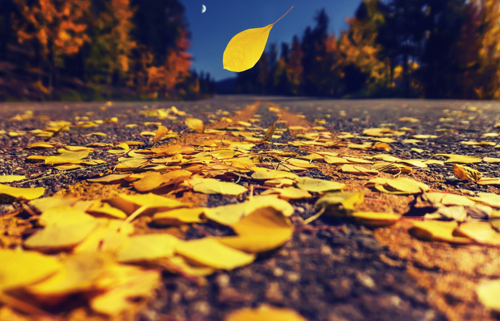 Sony a6000 sample photo. Autumn leaves, fall road photography