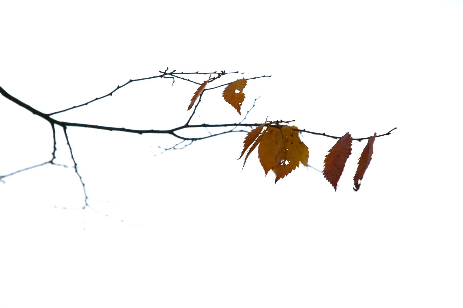 Canon EOS 5D Mark III sample photo. Autumn, leaves, the leaves photography