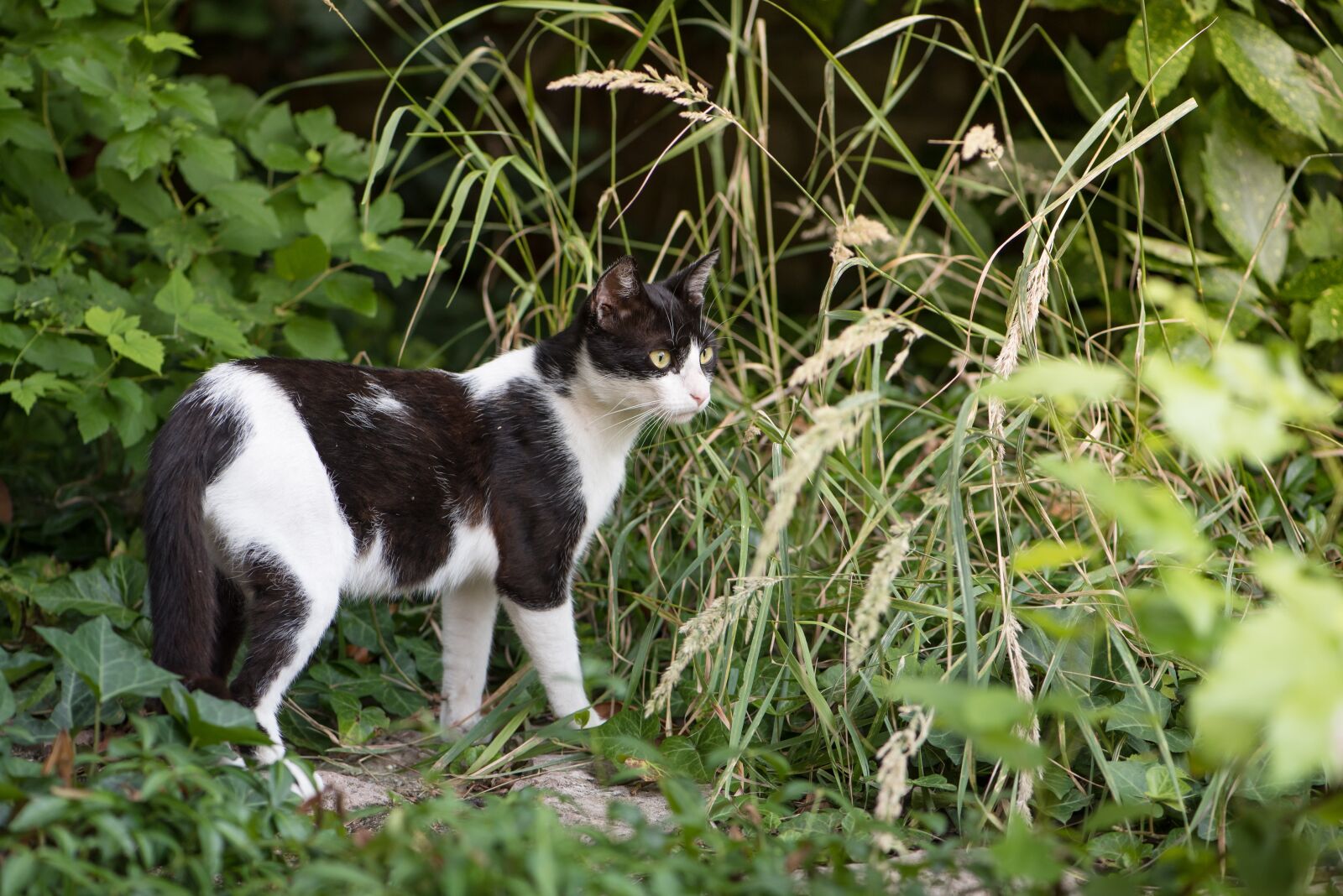 Nikon D750 sample photo. Cat, kitten, spotted cat photography