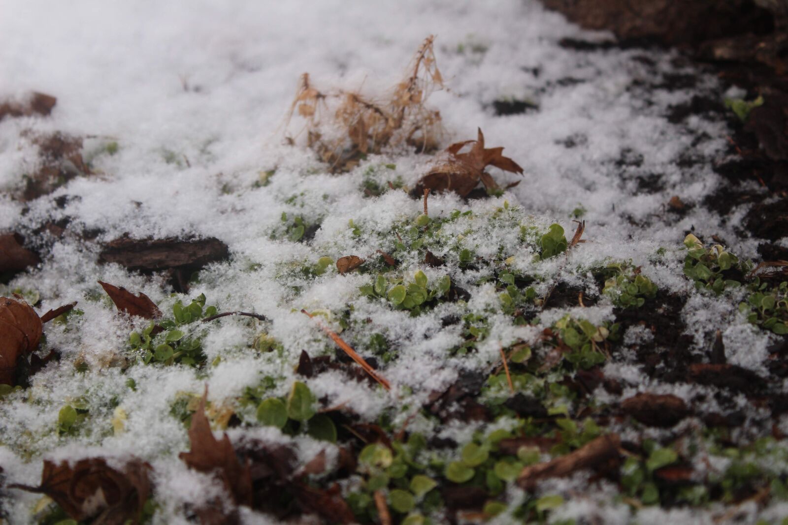 Canon EOS 1300D (EOS Rebel T6 / EOS Kiss X80) sample photo. Snow, green, clover photography