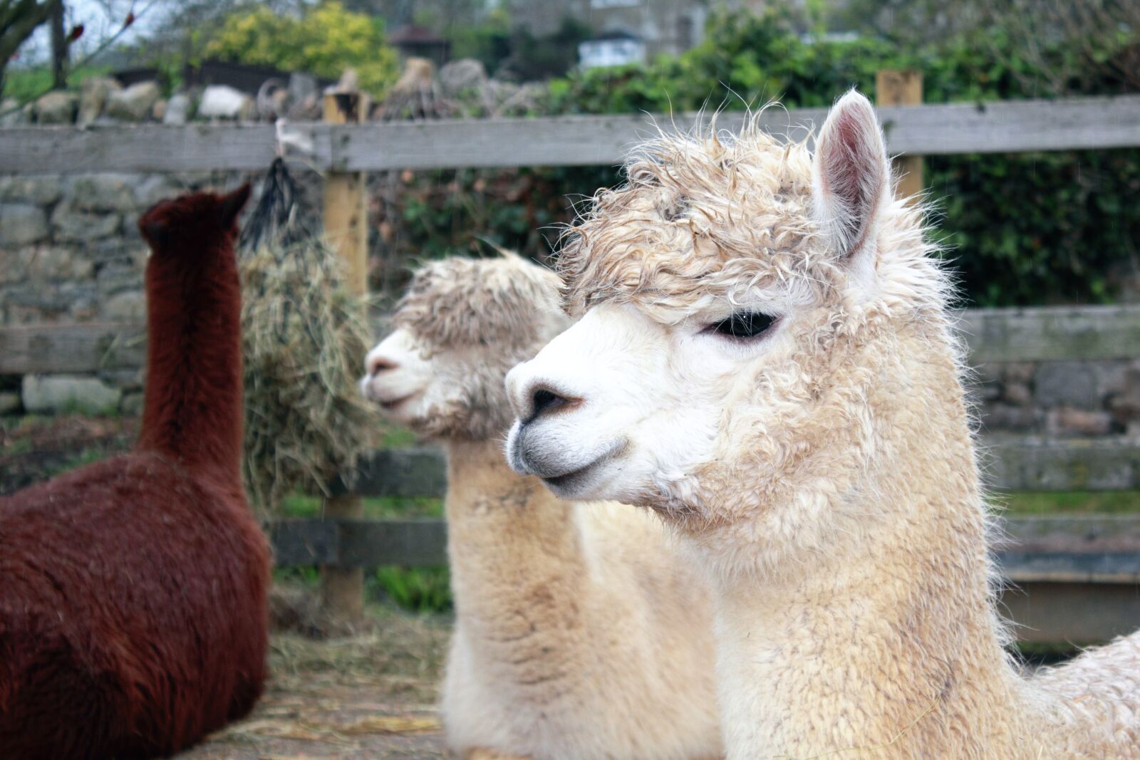 Canon EOS 550D (EOS Rebel T2i / EOS Kiss X4) sample photo. Animals, blur, close, up photography