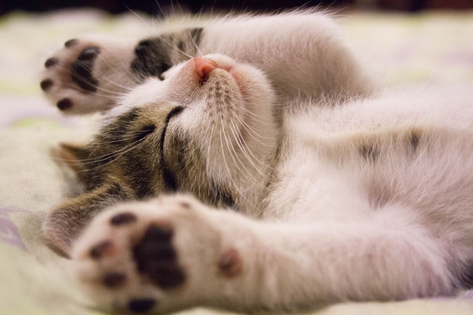Canon EF-S 18-55mm F3.5-5.6 II sample photo. Kitten, cat, small cat photography