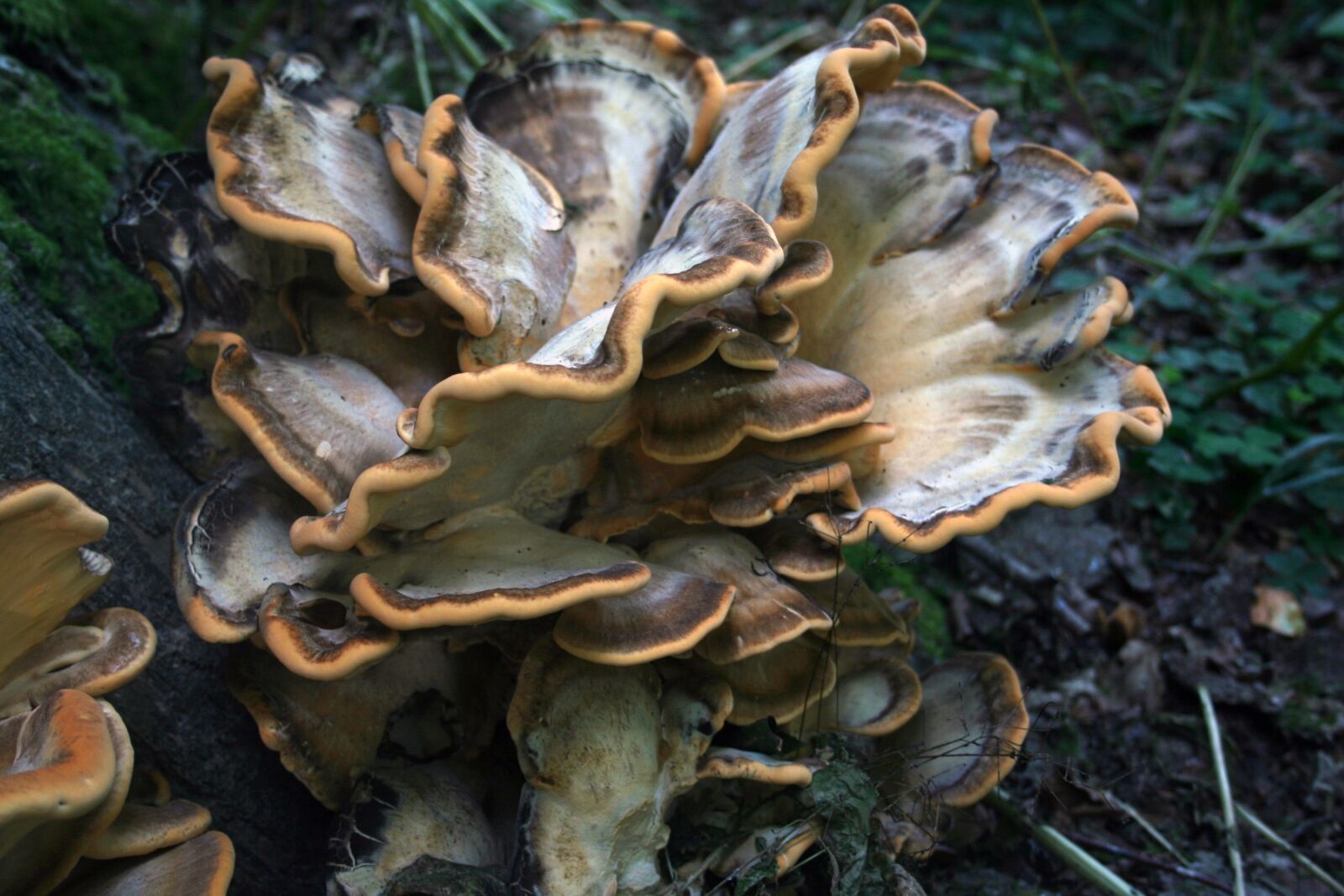 Canon EOS 350D (EOS Digital Rebel XT / EOS Kiss Digital N) sample photo. Giant lingzhi, mushroom, tree photography