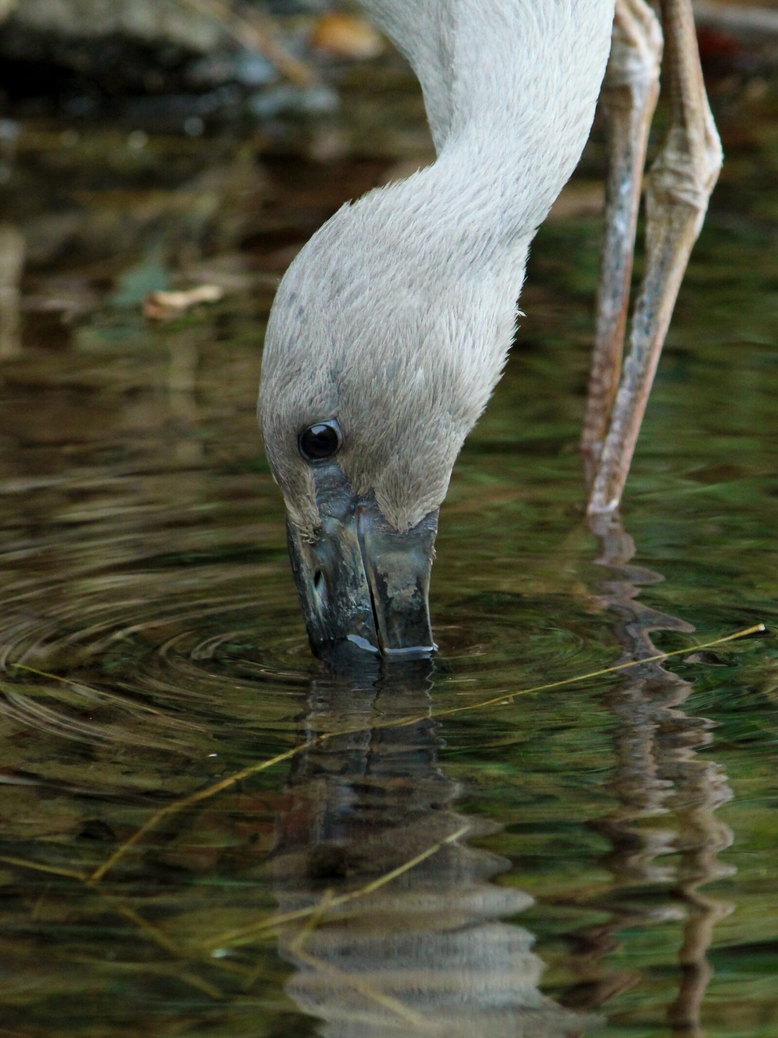 Canon EOS 1300D (EOS Rebel T6 / EOS Kiss X80) sample photo. Asian, openbill, stork photography