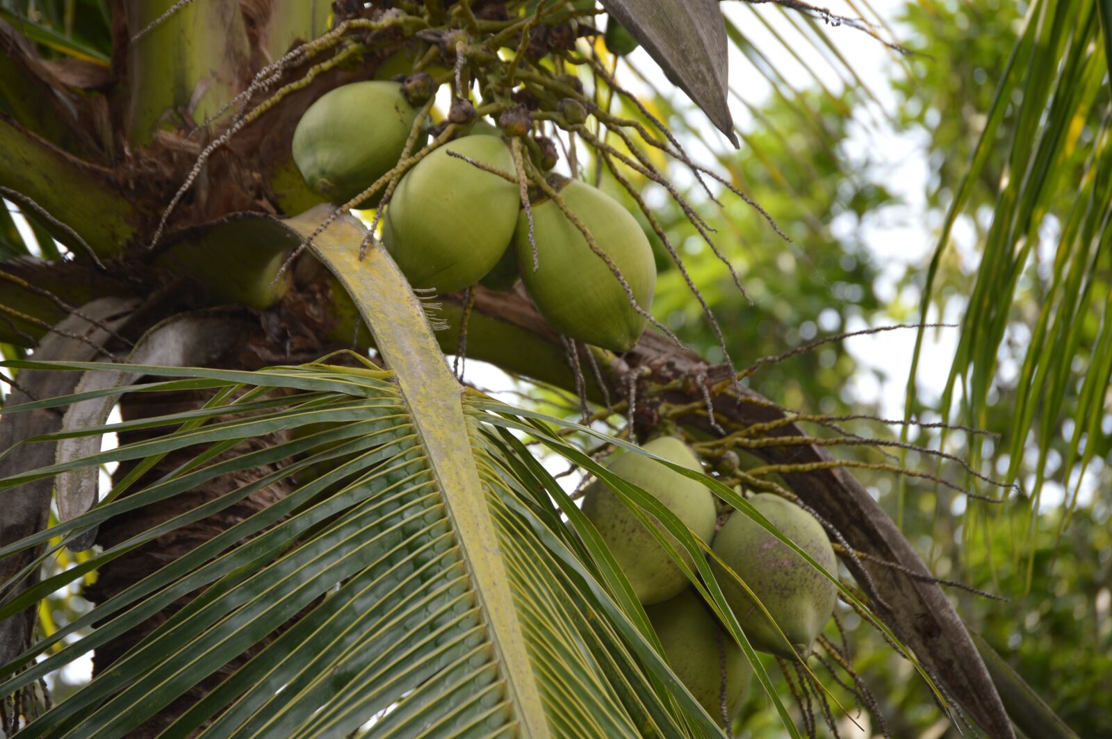 Nikon D3200 sample photo. Coconut, trees, of comilla photography