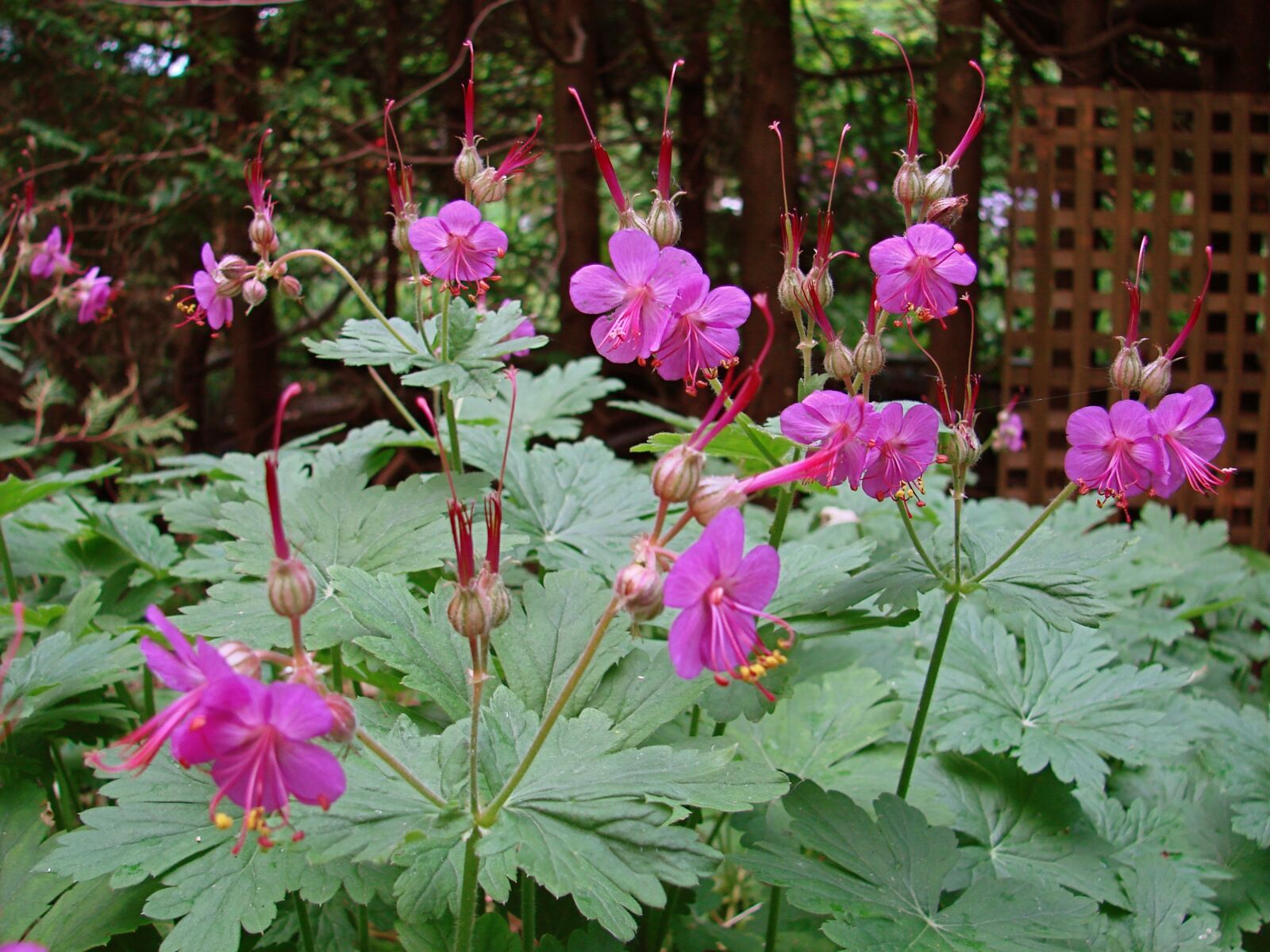 Sony DSC-H5 sample photo. Geranium, garden, flower photography