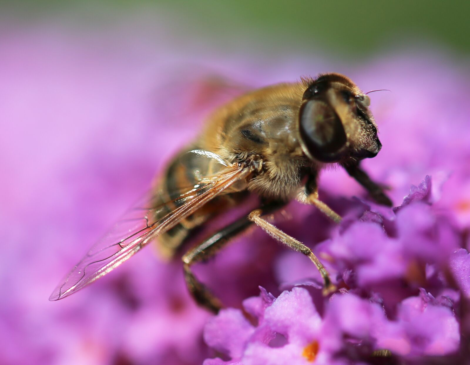 Canon EF 100mm F2.8L Macro IS USM sample photo. Bee, plant, flower photography