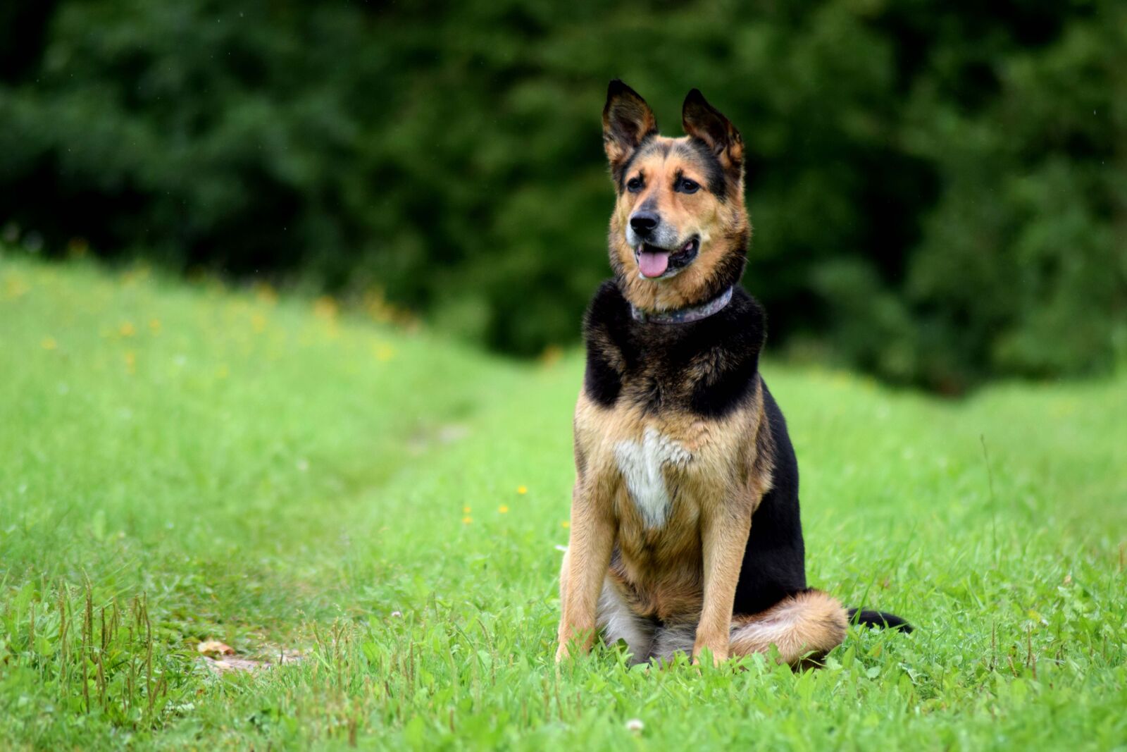 Nikon D3300 sample photo. Dog, sitting, canine photography