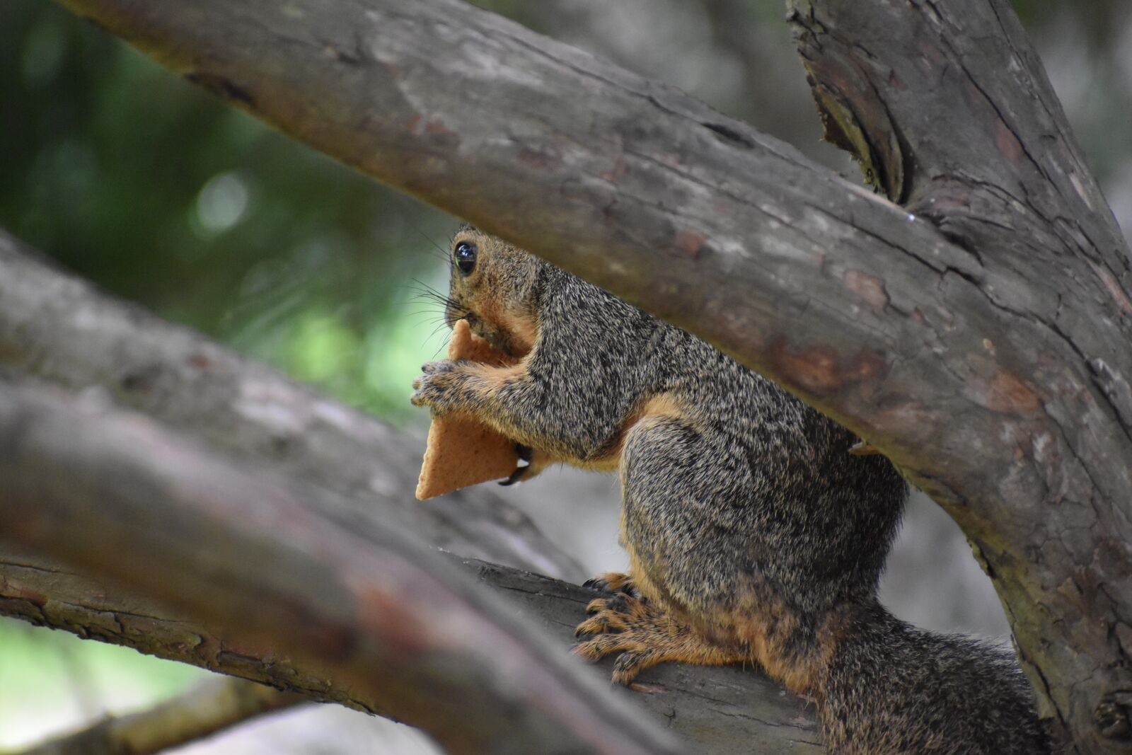 Nikon D3500 sample photo. Squirrel, hiding, animal photography
