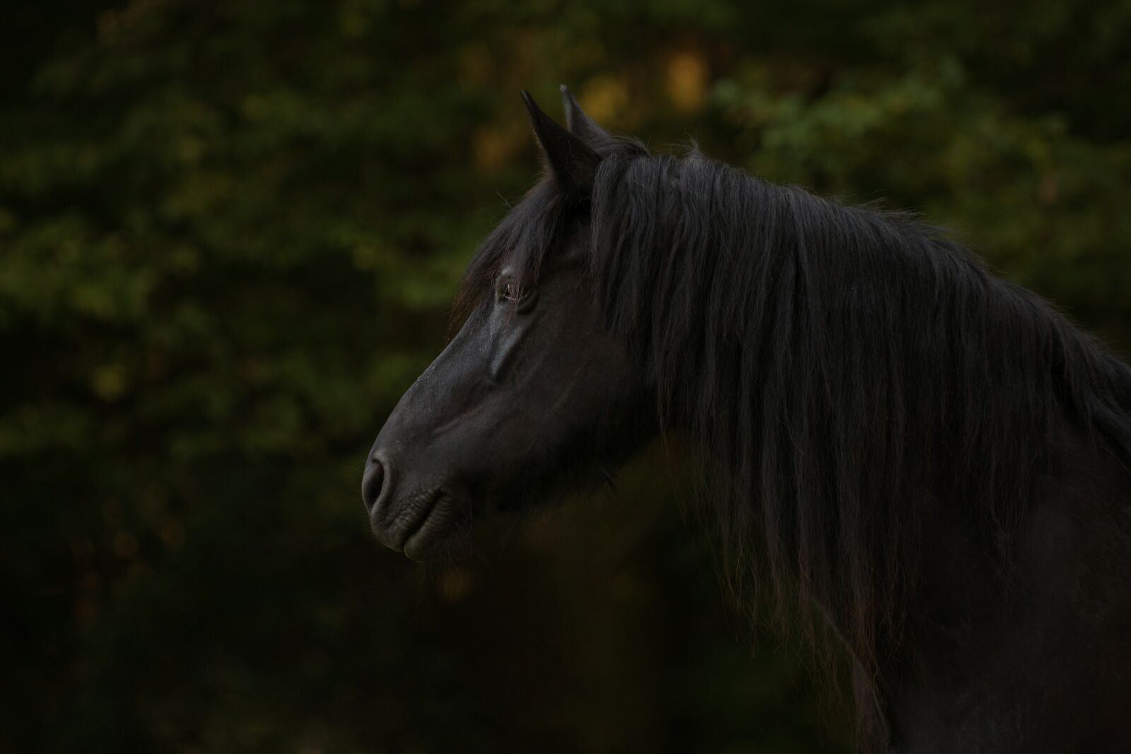 Canon EF 80-200mm f/2.8L sample photo. Horse, friese, animal photography