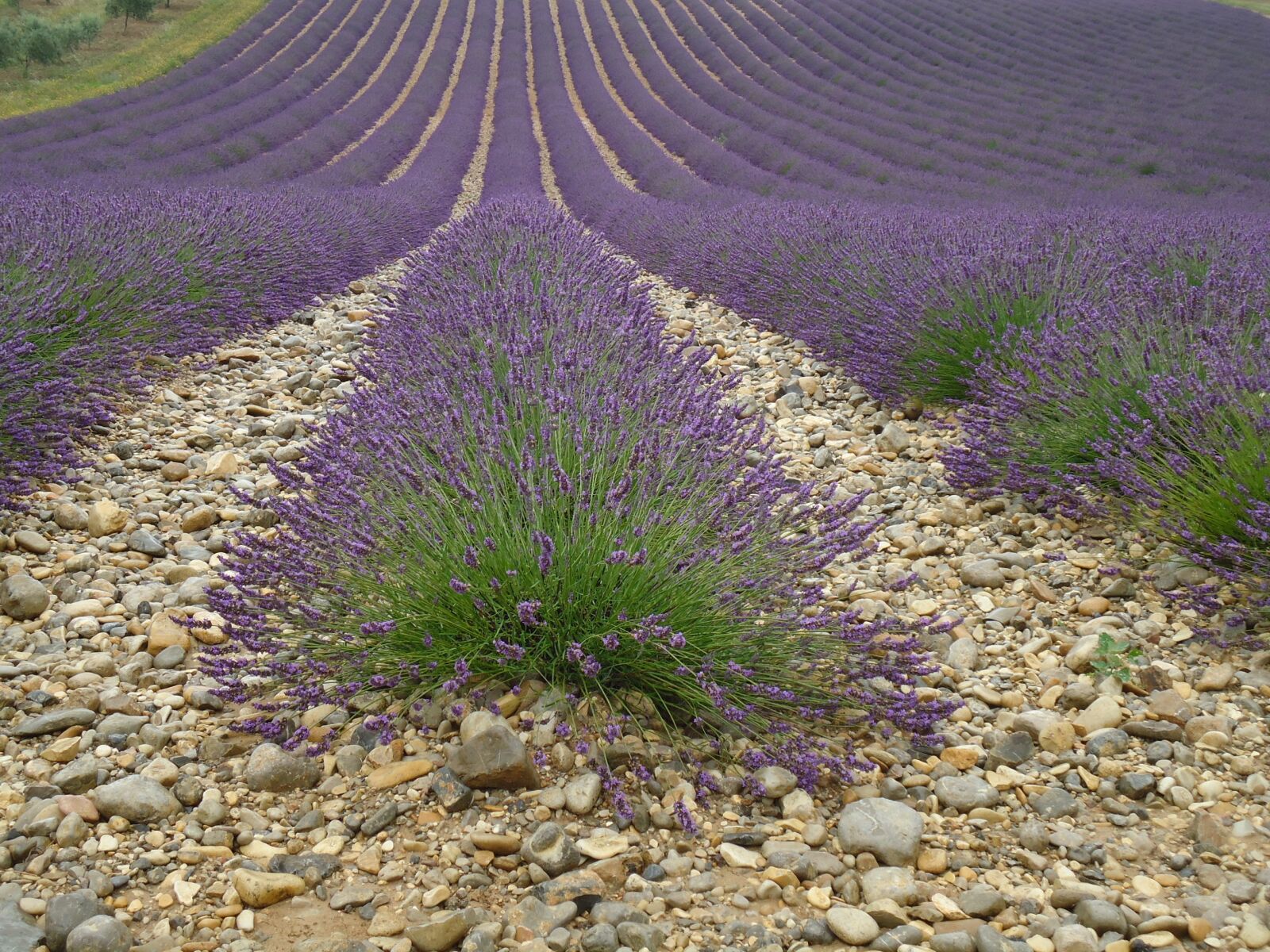 Sony Cyber-shot DSC-W330 sample photo. Culture purple, lavender, provence photography