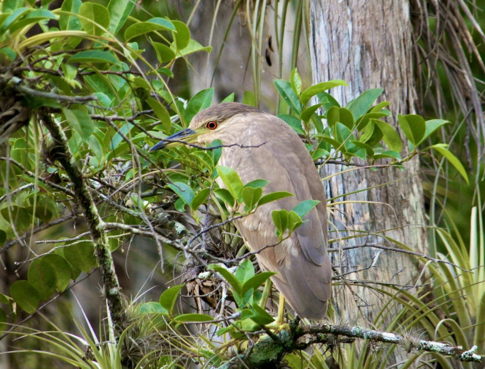 VR 55-300mm f/4.5-5.6G sample photo. Heron, tree, everglades photography