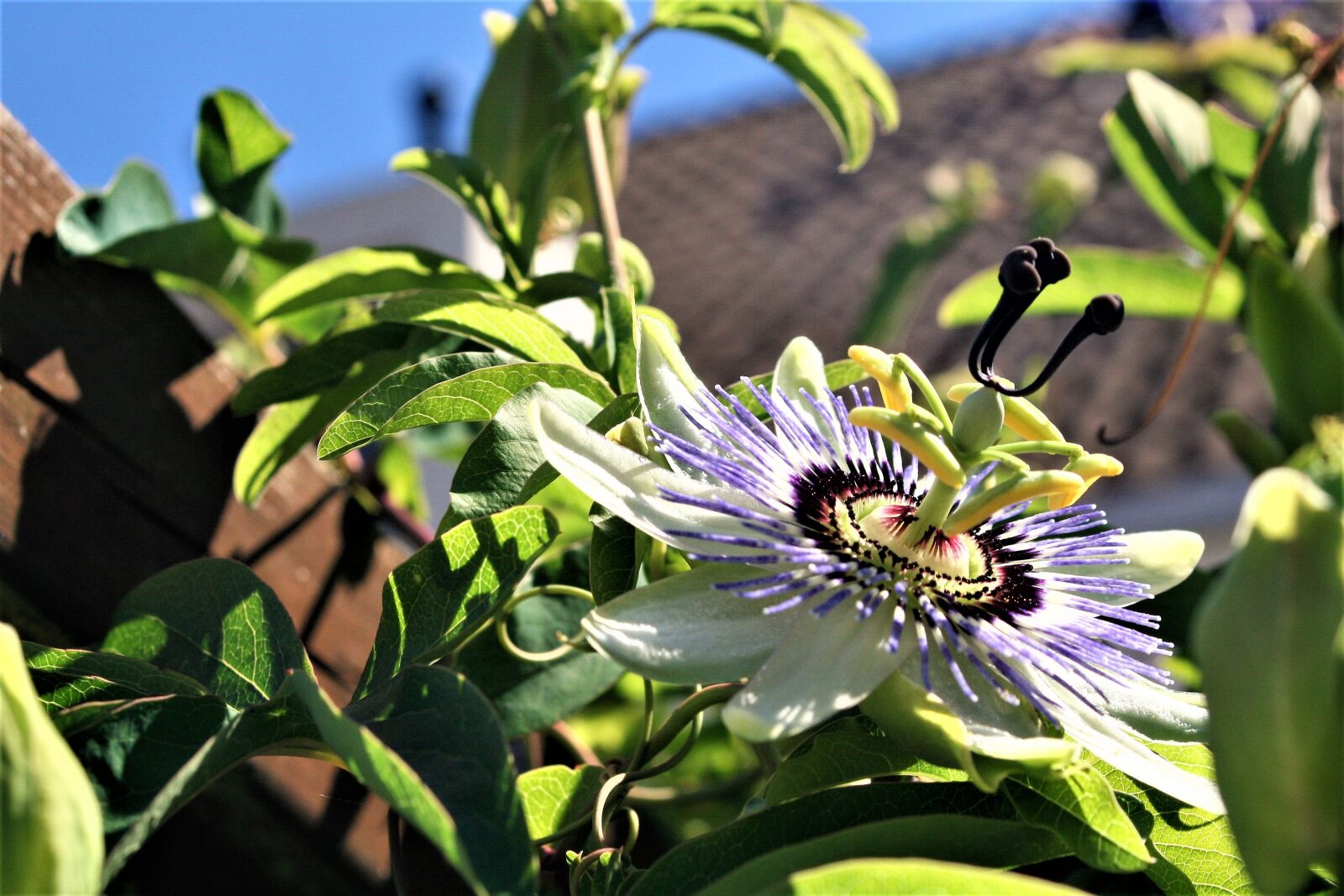 Canon EOS 350D (EOS Digital Rebel XT / EOS Kiss Digital N) sample photo. Passion flower, blossom, flower photography