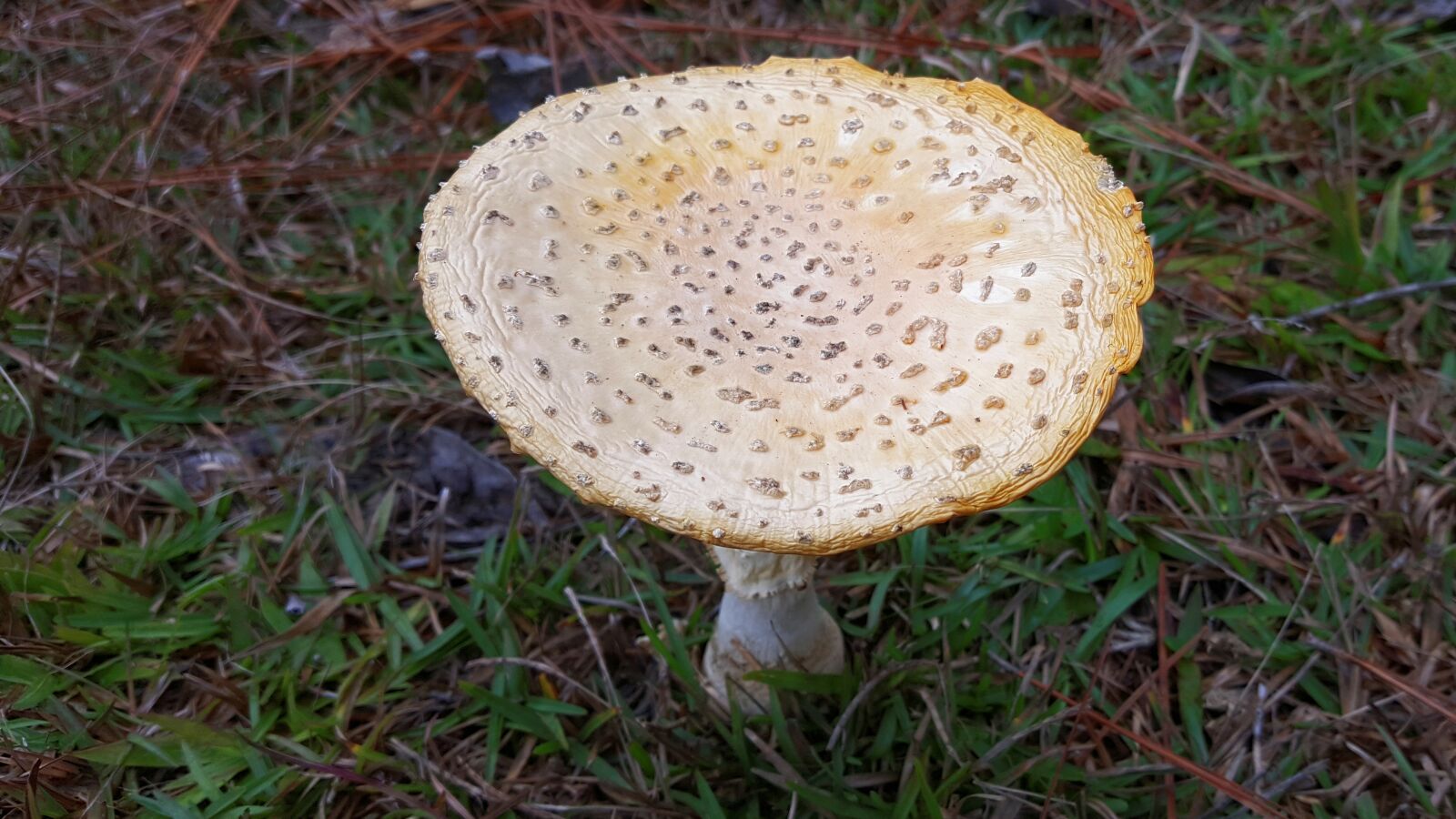 Samsung Galaxy Note5 sample photo. Mushroom, amanita muscaria, flavivolvata photography