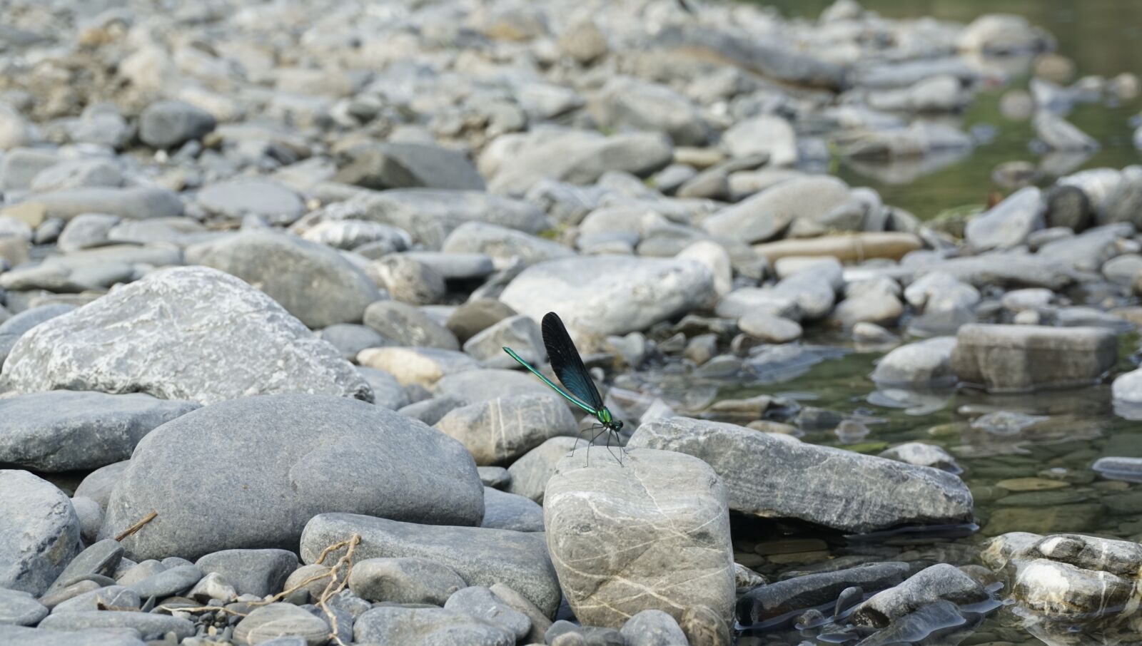 Sony a6000 sample photo. Cobblestone, dragonfly, water photography