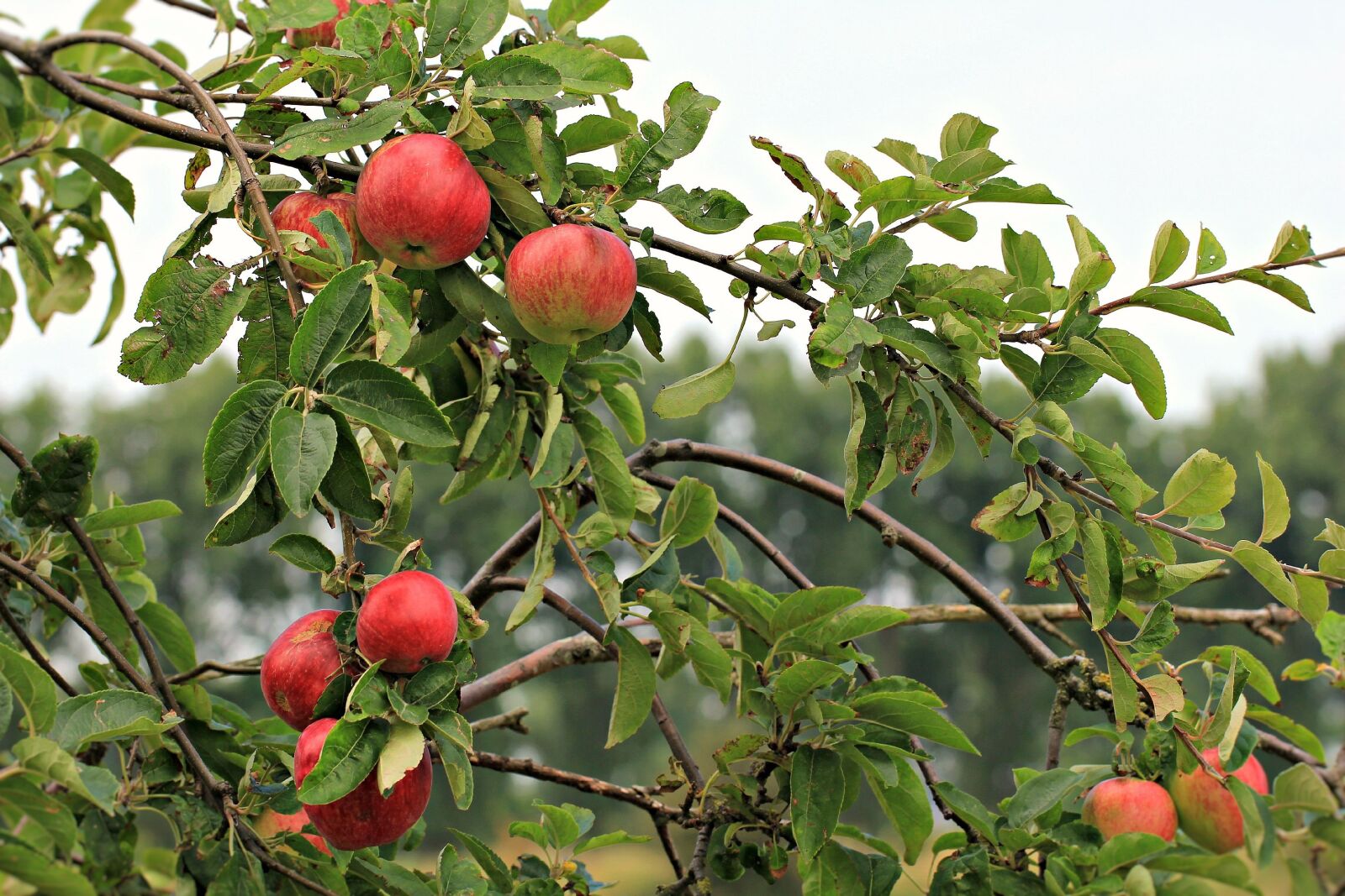 Canon EOS 550D (EOS Rebel T2i / EOS Kiss X4) sample photo. Apple, fruit, food photography