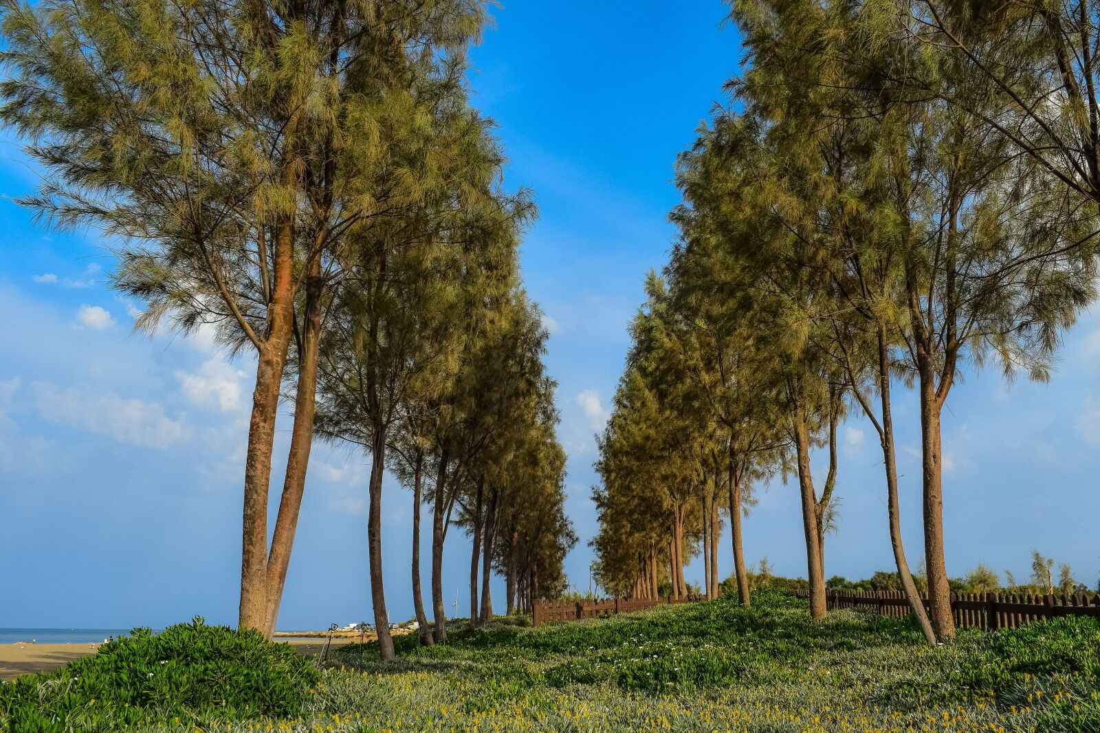 Nikon D3300 sample photo. Trees, sky, clouds photography
