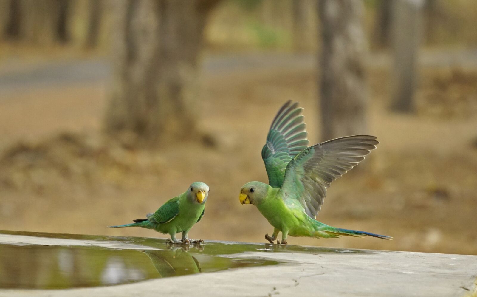 Sony a6000 sample photo. Parrot, indian, green photography
