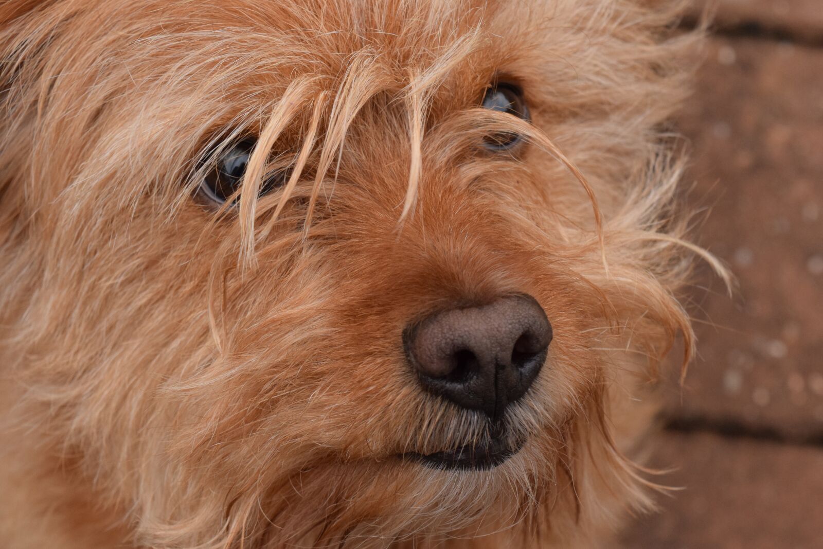 Nikon D3300 sample photo. Dog, hybrid, small dog photography