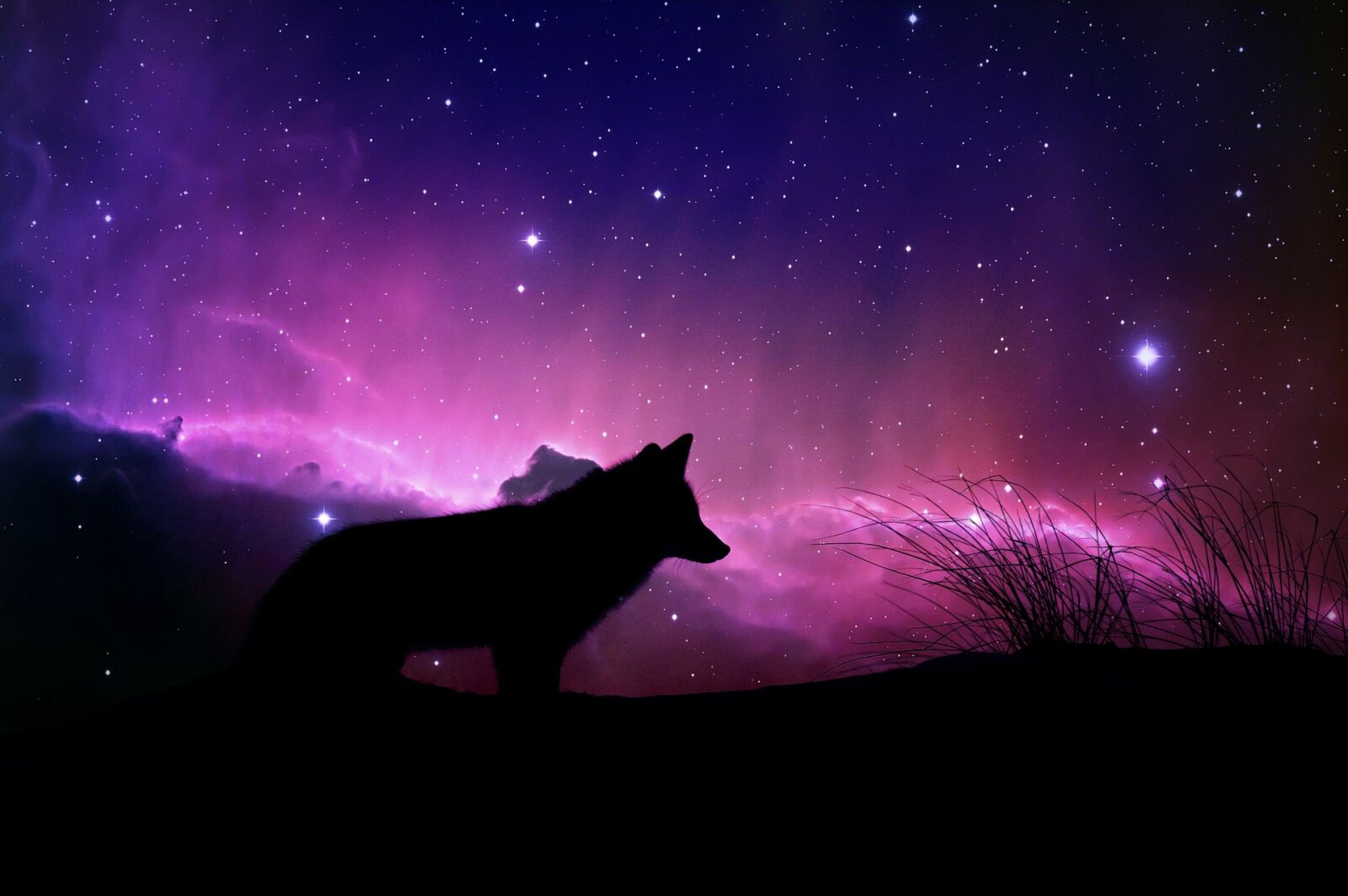 Nikon D4S sample photo. Wolf, magical, space photography