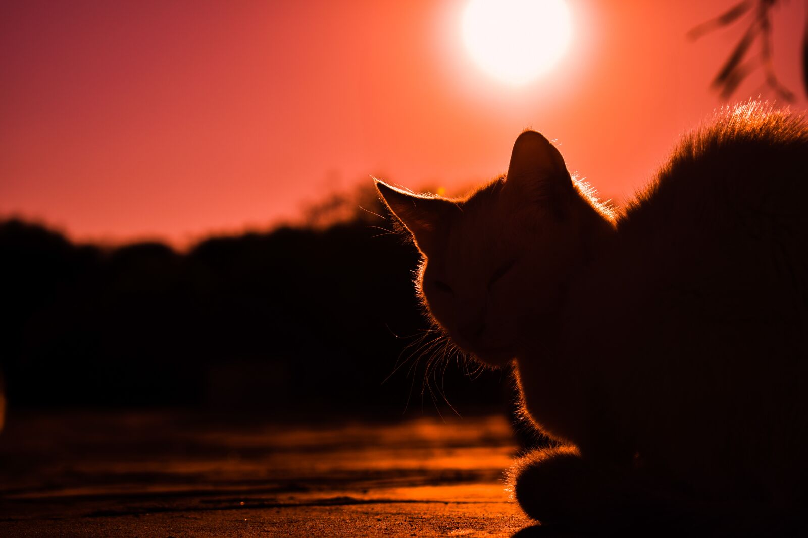 Nikon D3300 sample photo. Sunset, cat, shadows photography