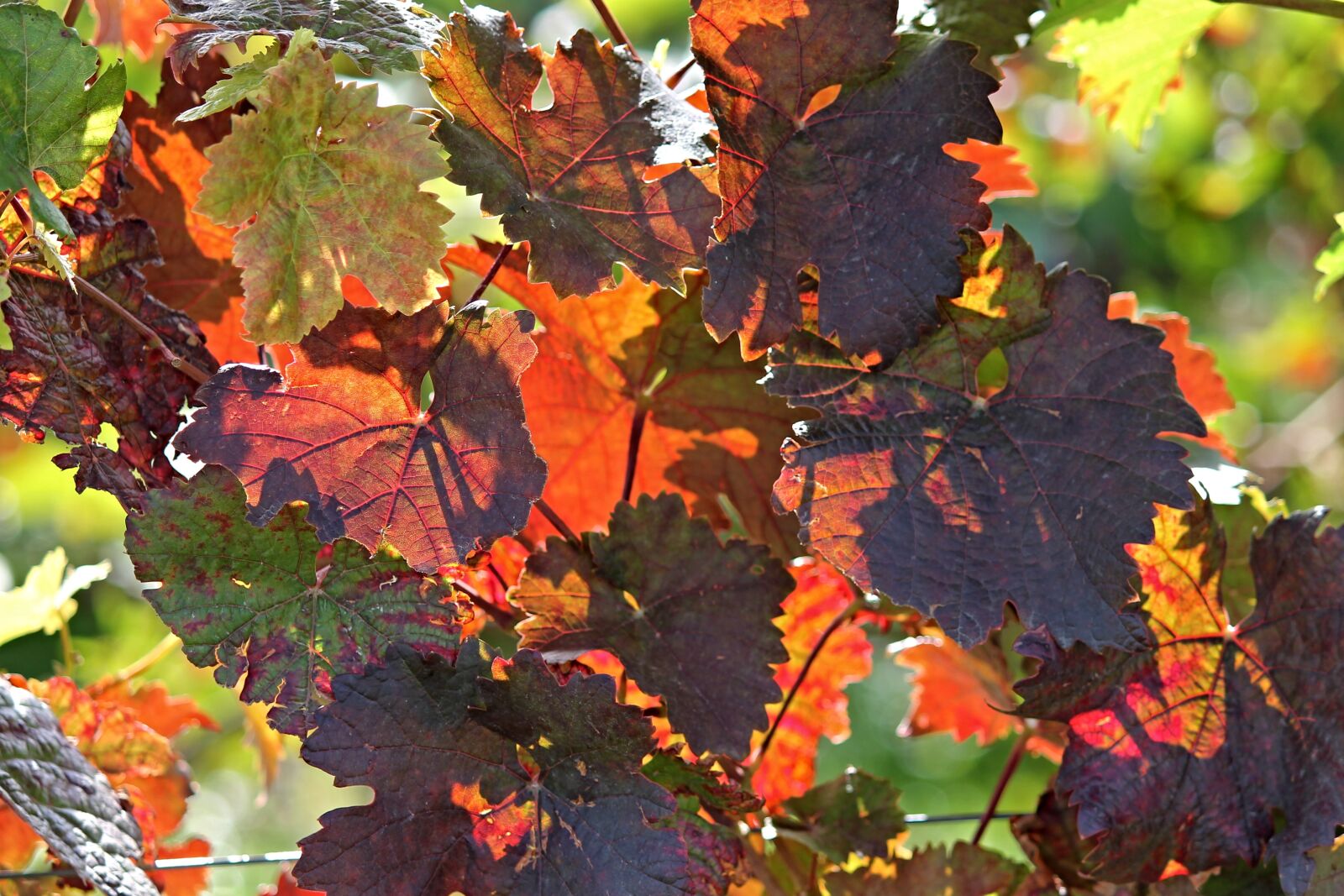 Canon EOS 1100D (EOS Rebel T3 / EOS Kiss X50) sample photo. Vine, autumn, colorful photography