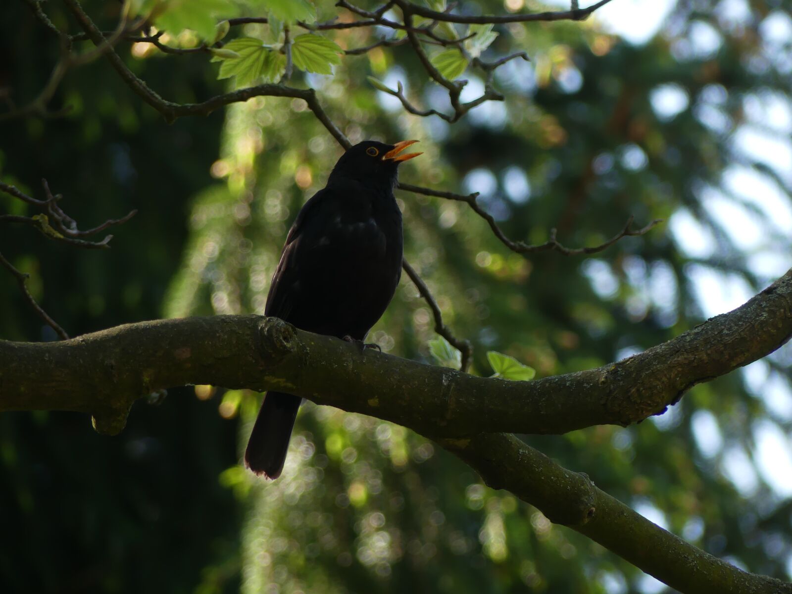 Panasonic Lumix DMC-FZ300 sample photo. Blackbird, bird, songbird photography