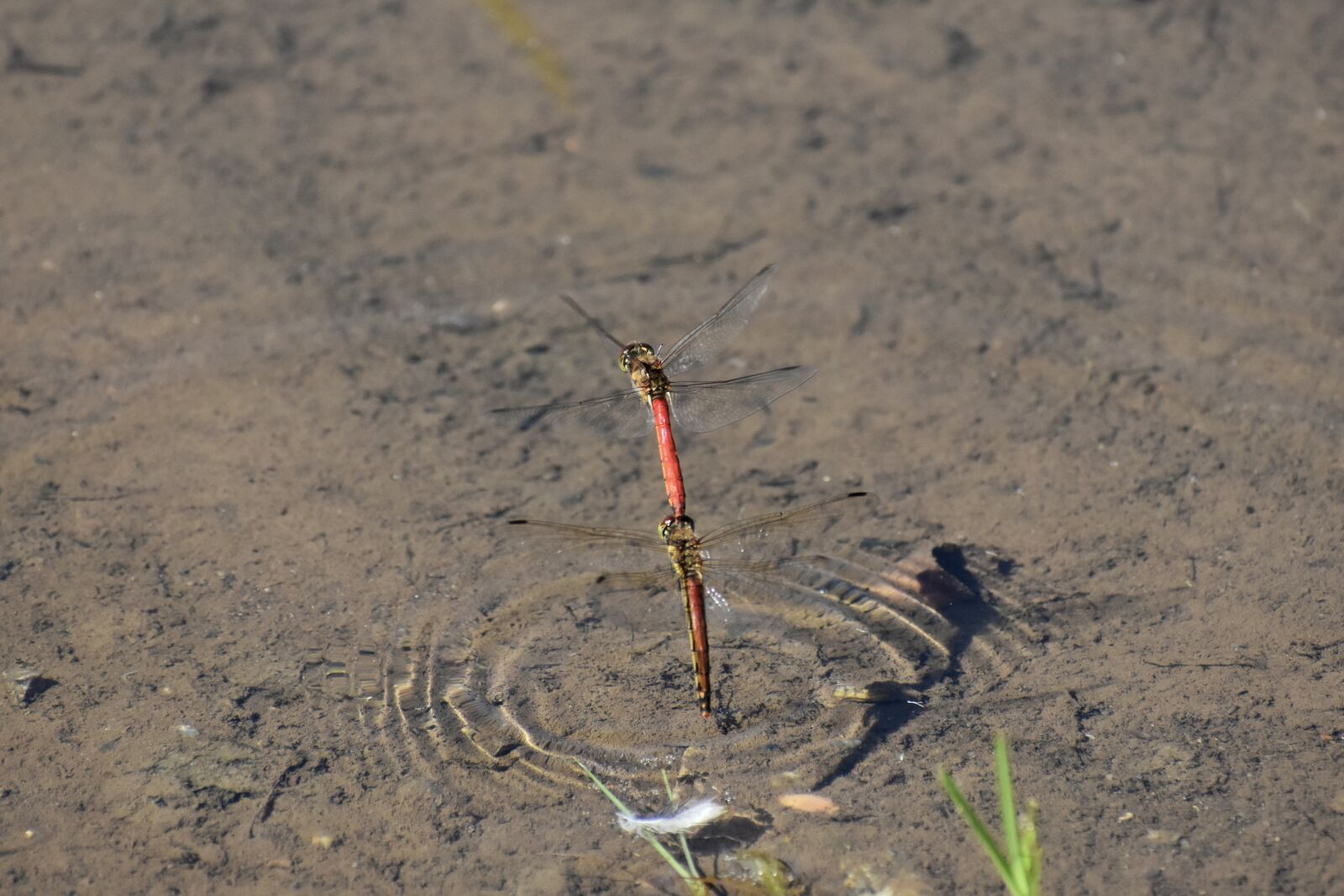 Nikon D7200 sample photo. Natural, landscape, insect photography