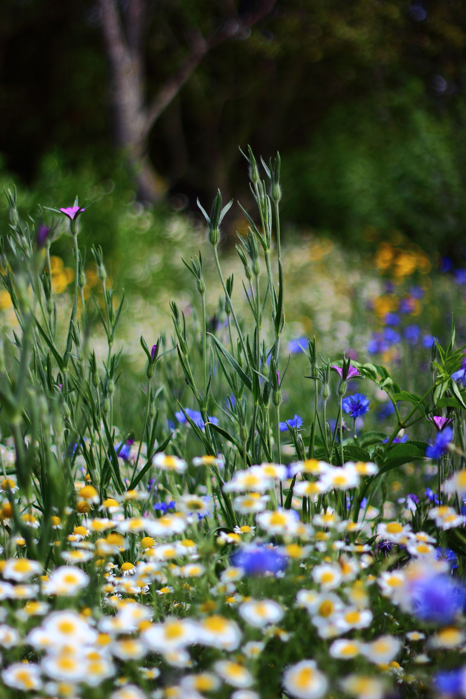 Canon EOS 600D (Rebel EOS T3i / EOS Kiss X5) + Canon EF 50mm F1.8 II sample photo. Bokeh, flowers, wild, flowers photography