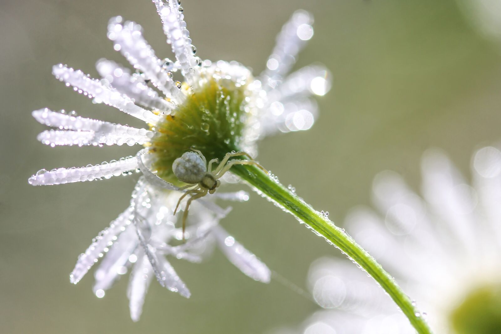 Canon EF-S 60mm F2.8 Macro USM sample photo. Daisy, flower, dew-drop photography