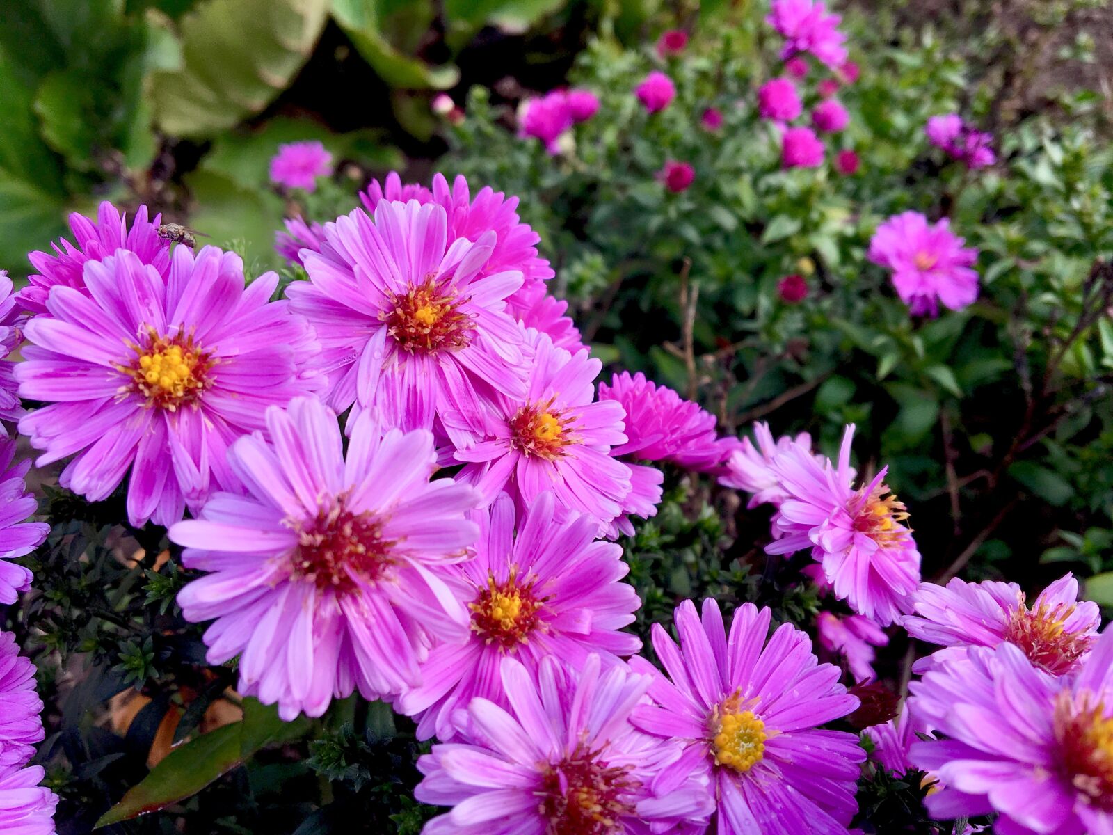 Apple iPhone 6s sample photo. Flower, herbstastern, asters photography
