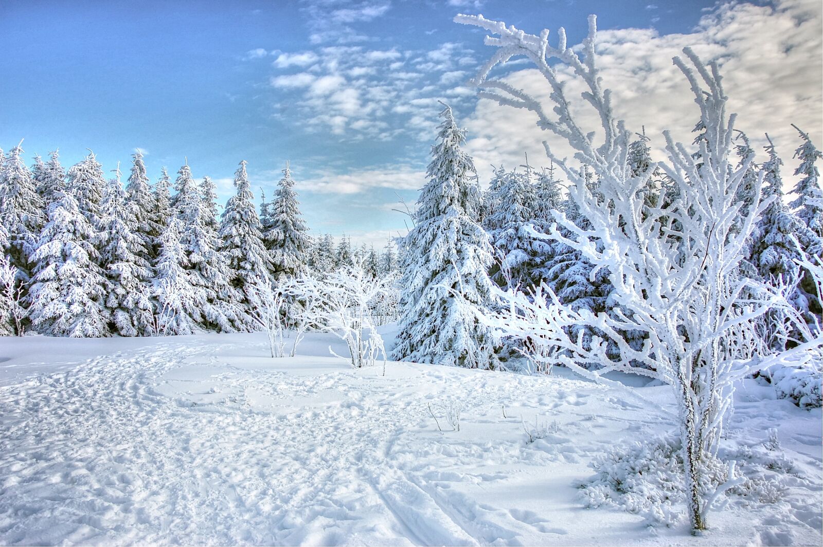 Nikon D40 sample photo. Snow, winter, frost photography