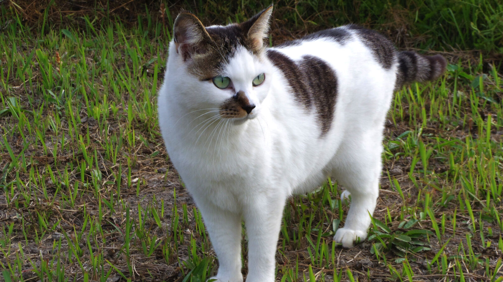 Pentax Q10 sample photo. Cat photography