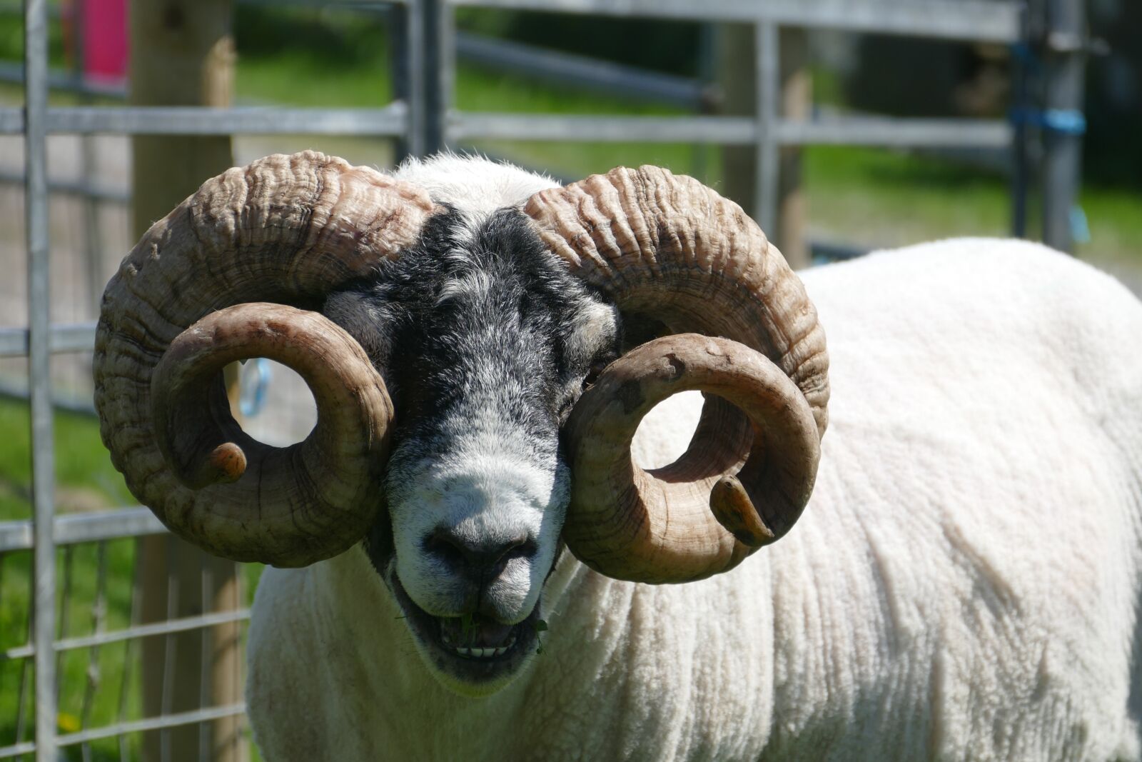 Panasonic Lumix DMC-FZ1000 sample photo. Farm, sheep, mammal photography