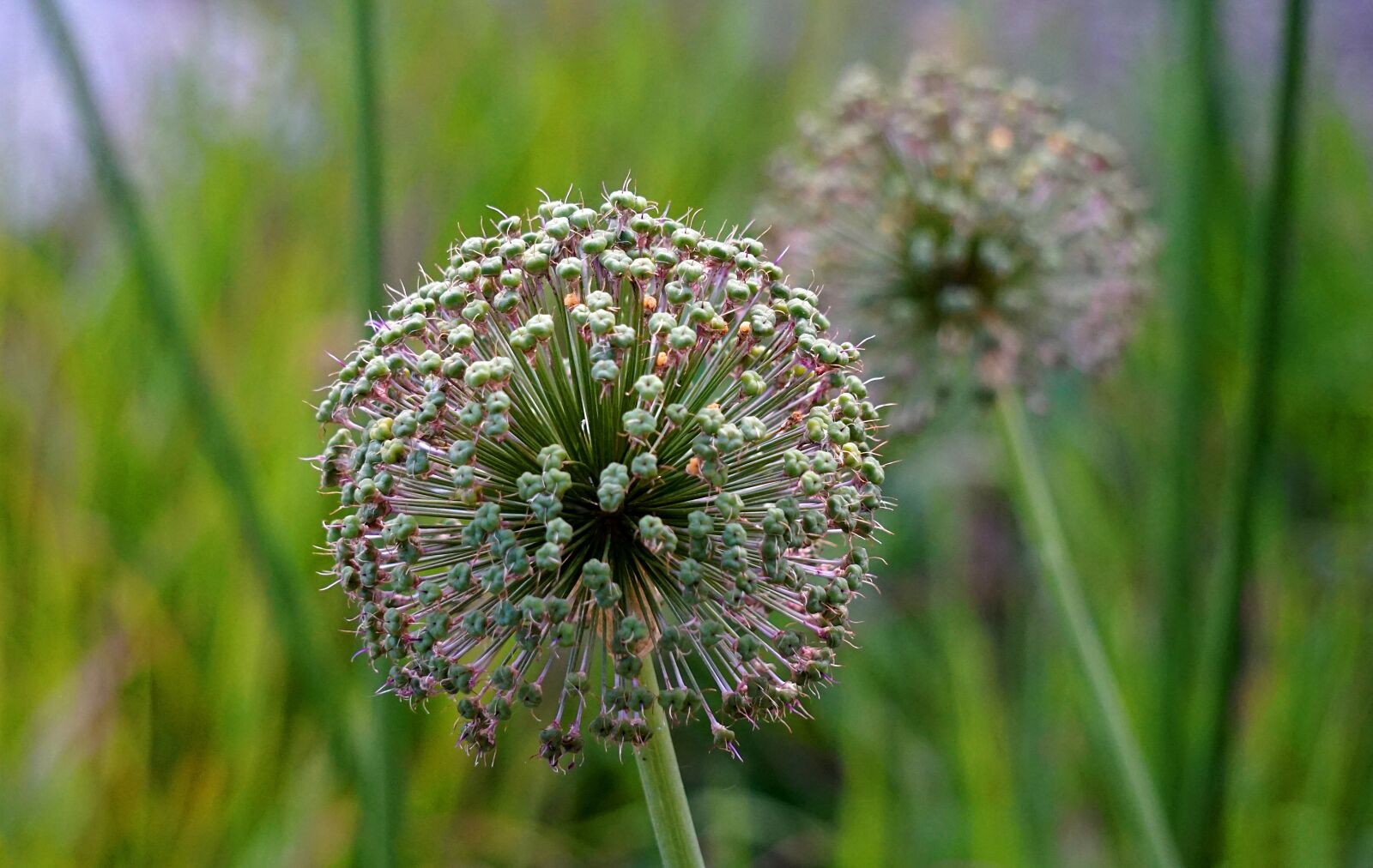 Sony Alpha a5000 (ILCE 5000) + Sony E 55-210mm F4.5-6.3 OSS sample photo. Ornamental onion, allium, flower photography