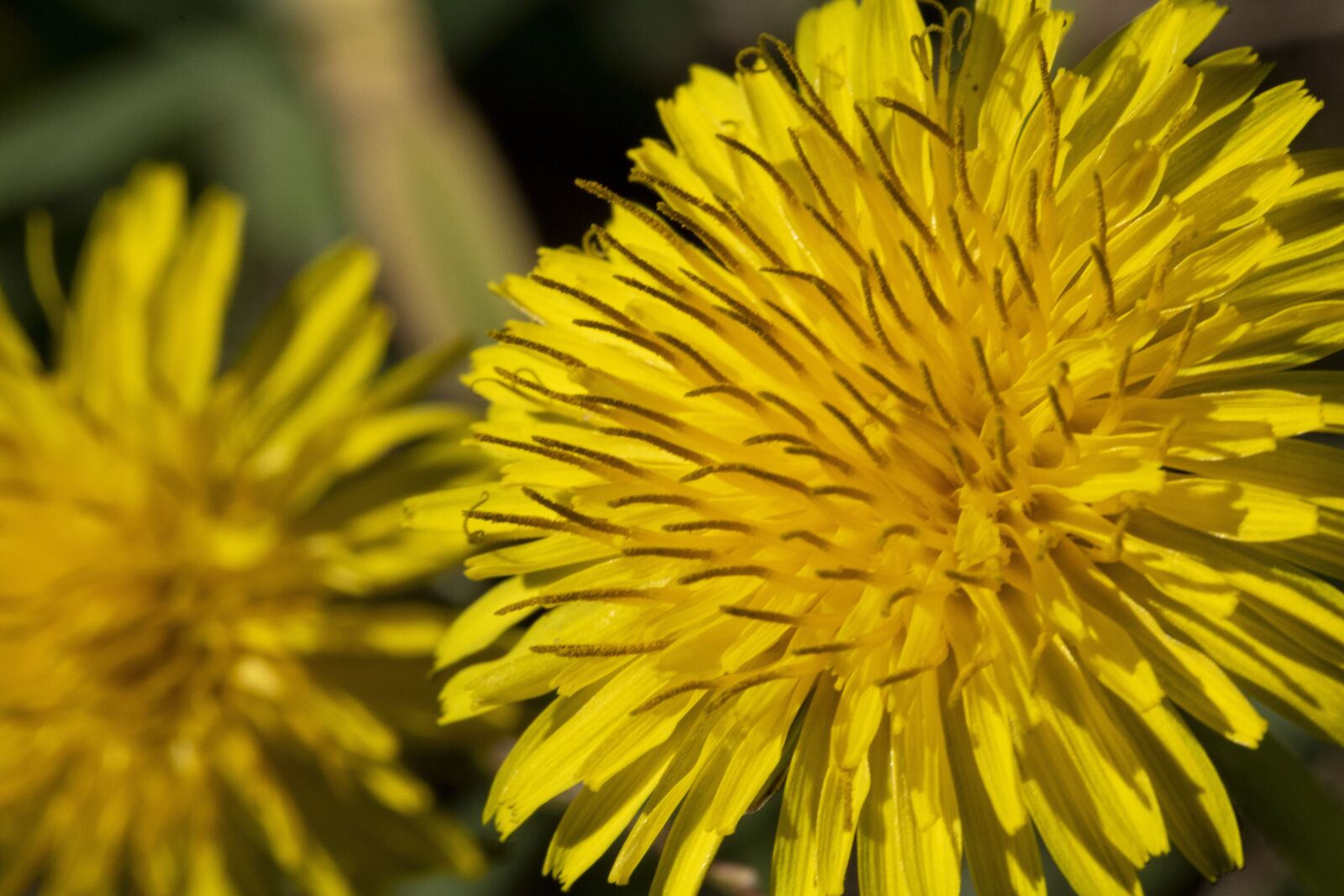 Canon EOS 750D (EOS Rebel T6i / EOS Kiss X8i) sample photo. Dandelion, flowers, nature photography