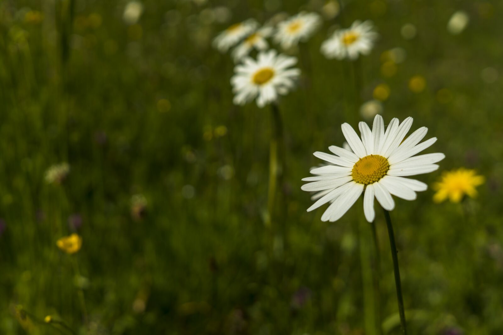 Sony a6300 + Sigma 30mm F2.8 EX DN sample photo. Marguerite, bokeh, plant photography