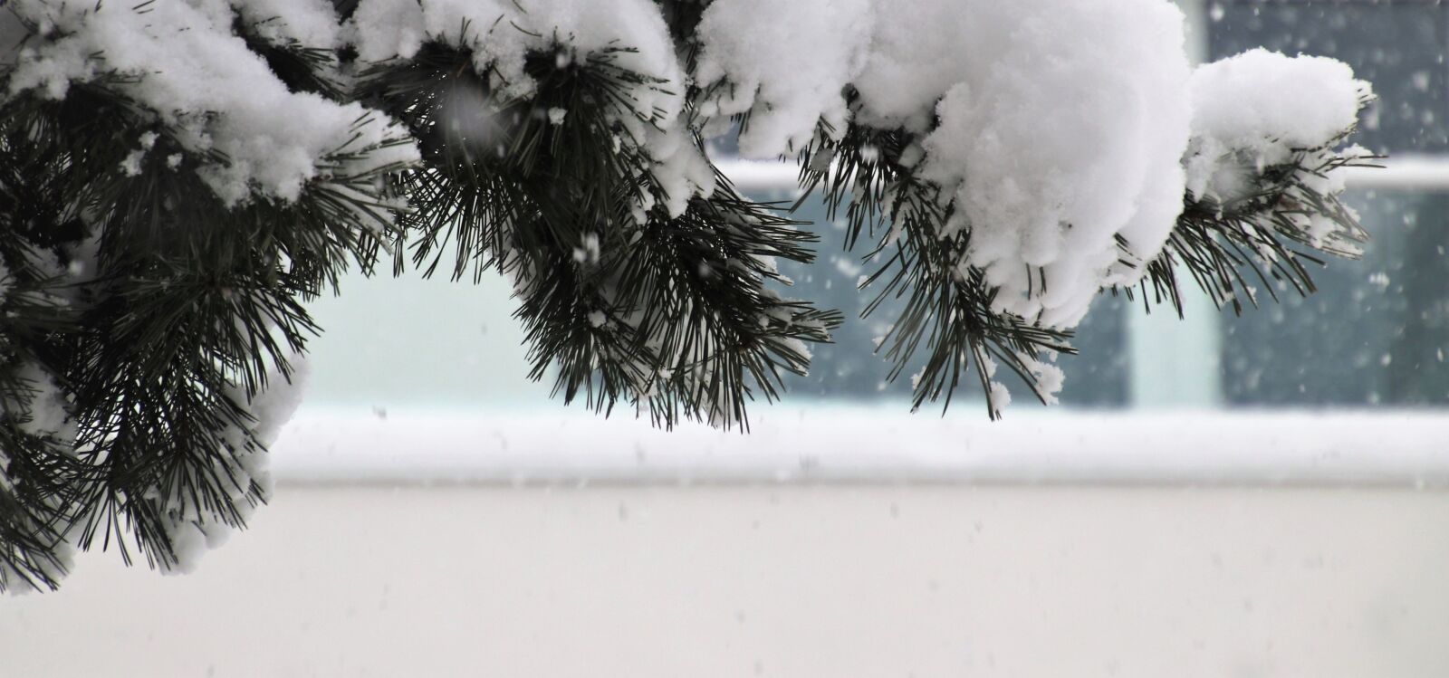Canon EOS 80D sample photo. Winter, pine, frost photography