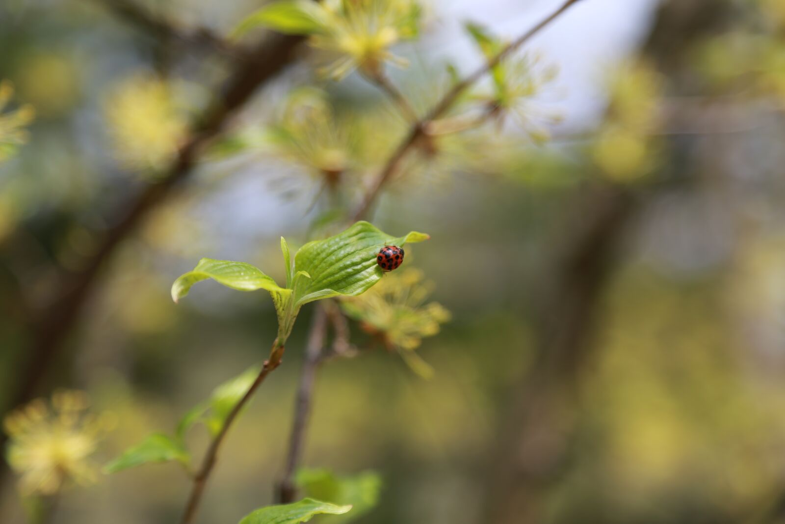Canon EOS 6D + Canon EF 24-105mm F4L IS USM sample photo. Noel online gift shop photography