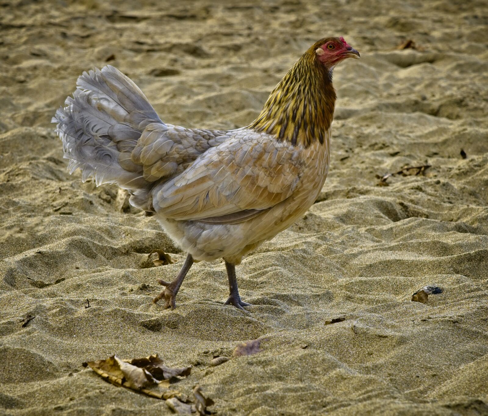 Sony FE 24-105mm F4 G OSS sample photo. Chicken, hen, beach photography