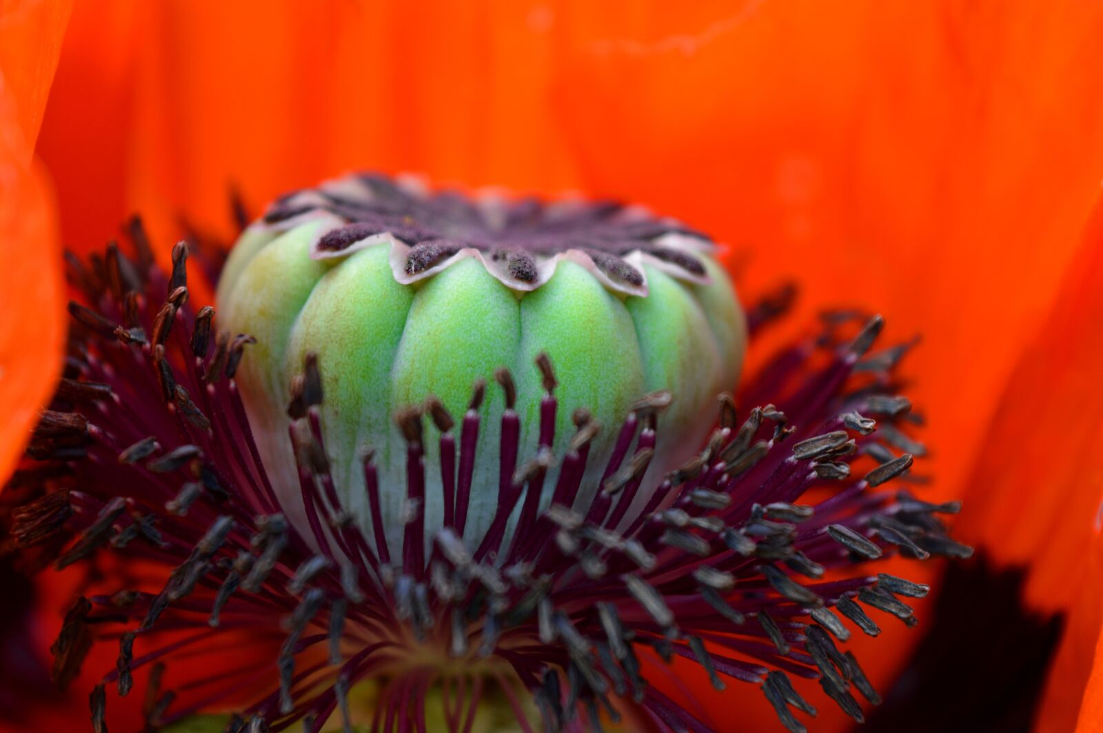 Nikon D3200 sample photo. Poppy, poppy capsule, blossom photography