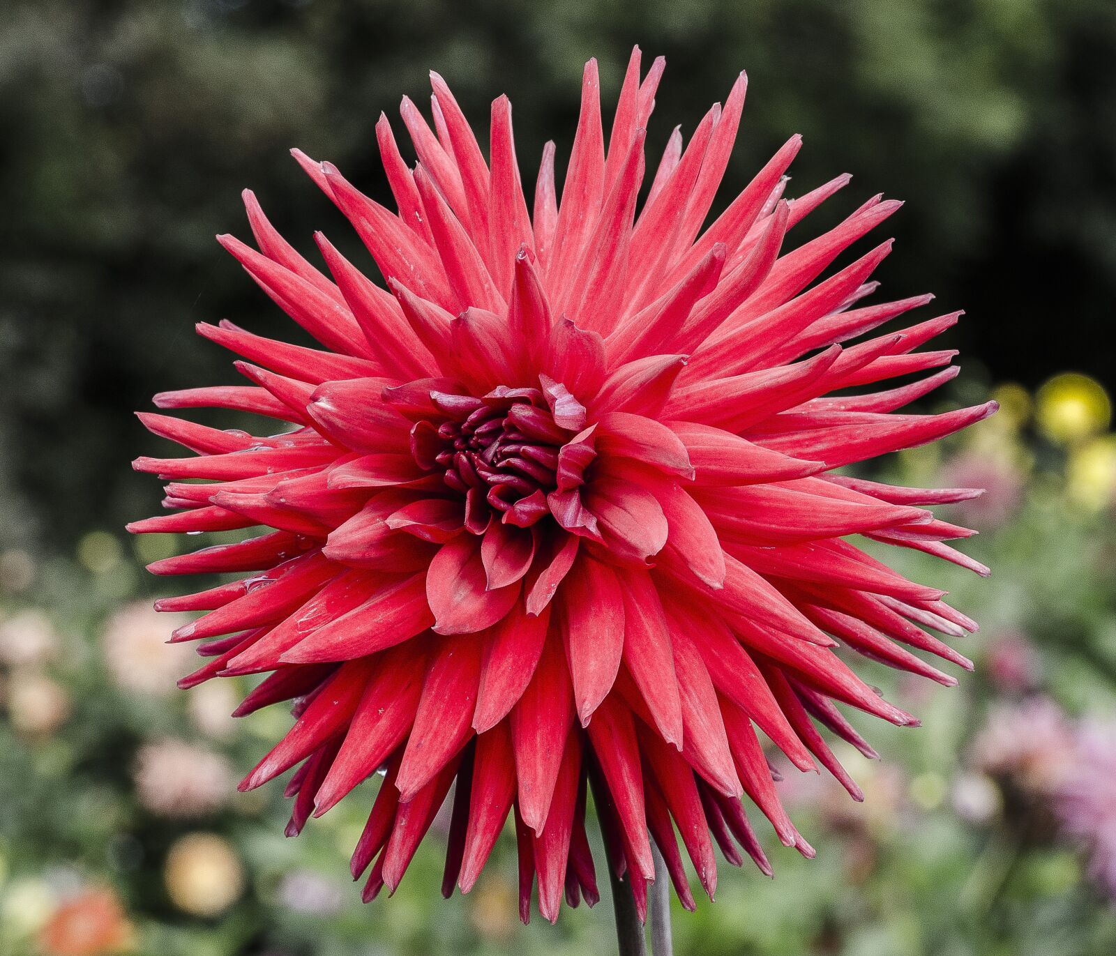 Nikon D7000 sample photo. Flower, daffadil, pink photography