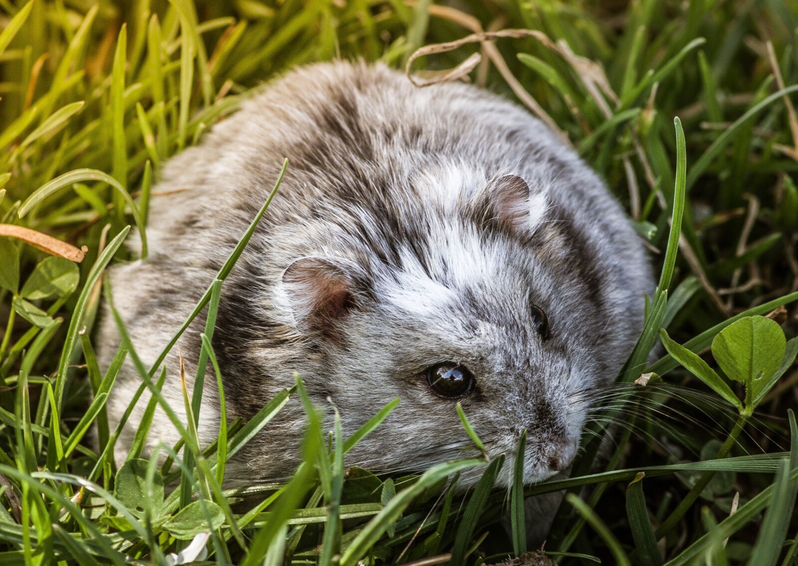 Pentax K-S2 sample photo. Hamster, rodent, mammal photography