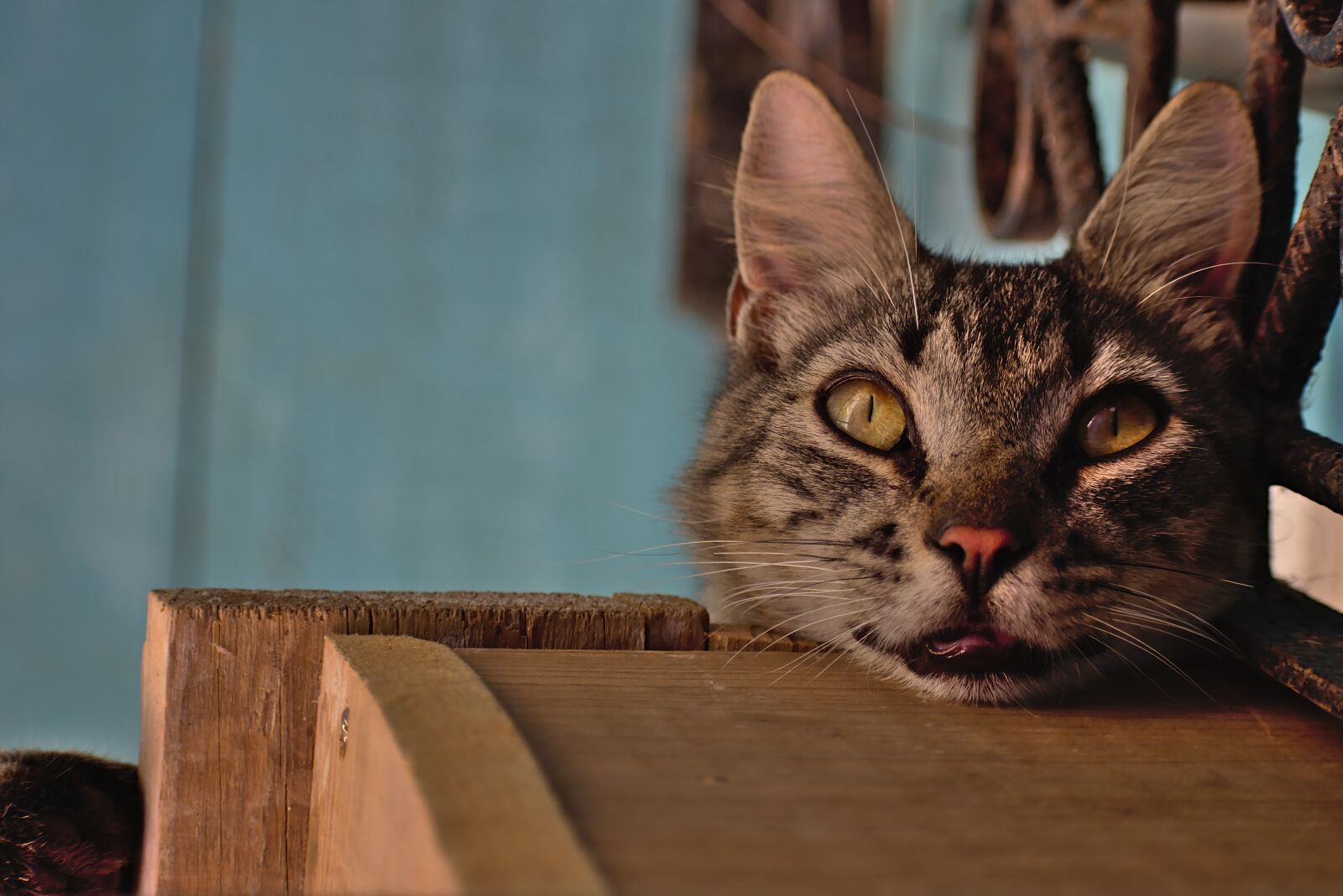Nikon D7200 sample photo. Cat, cute, mammal photography